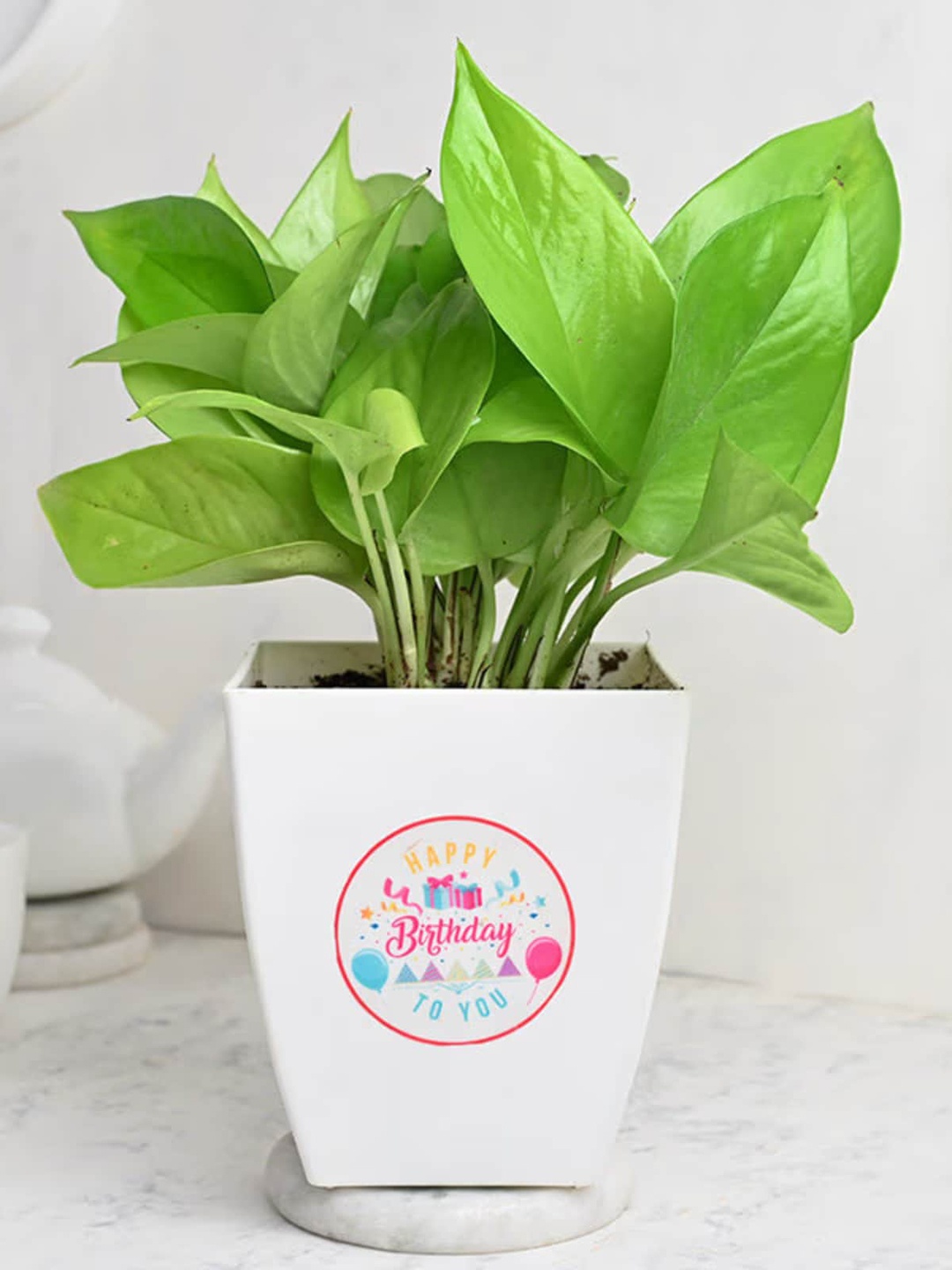 

Floweraura Green Air Purifying Good Luck Money Live Indoor Plant In Pot