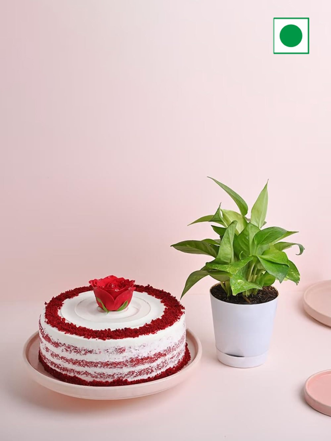 

Floweraura Decorative Air Purifying Live Green Money Plant & Red Velvet Rose Cake-500 Gm