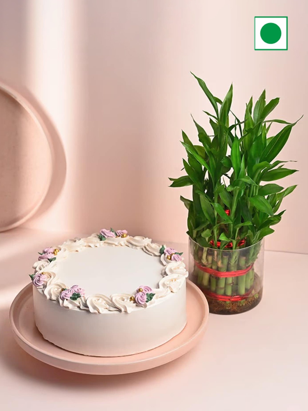 

Floweraura Live Bamboo Plant Yummy Vanilla Cake-500 G, Green