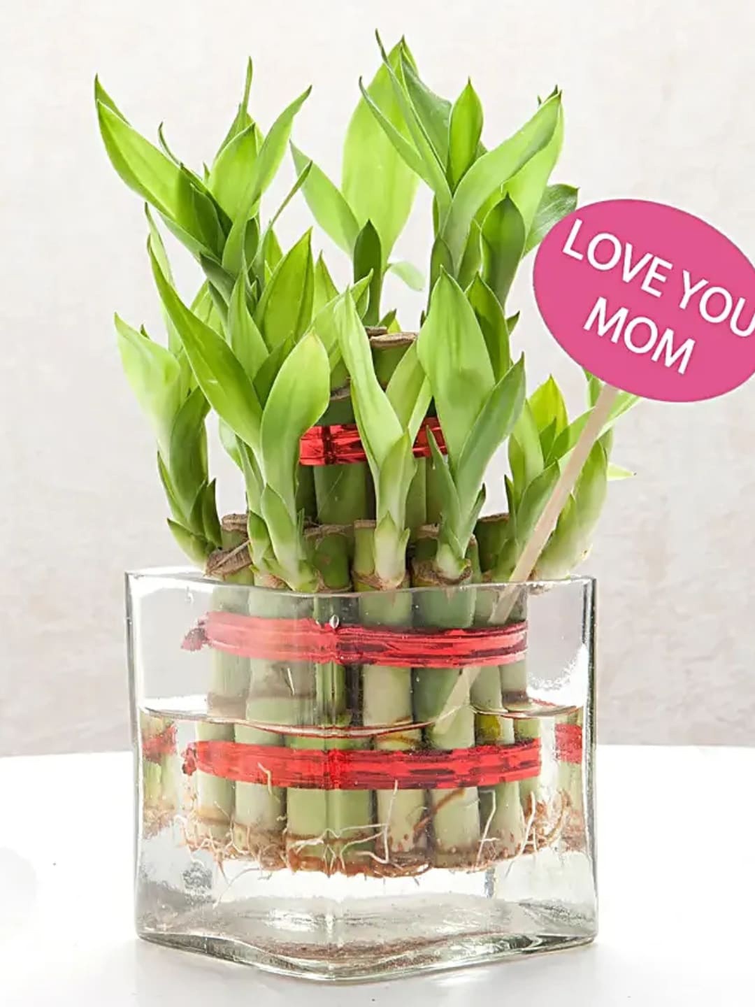 

fnp Green Indoor Bamboo Plant with Pot