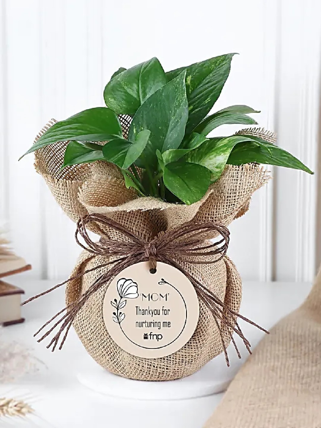 

fnp Indoor Money Plant With Nursery Pot, Green