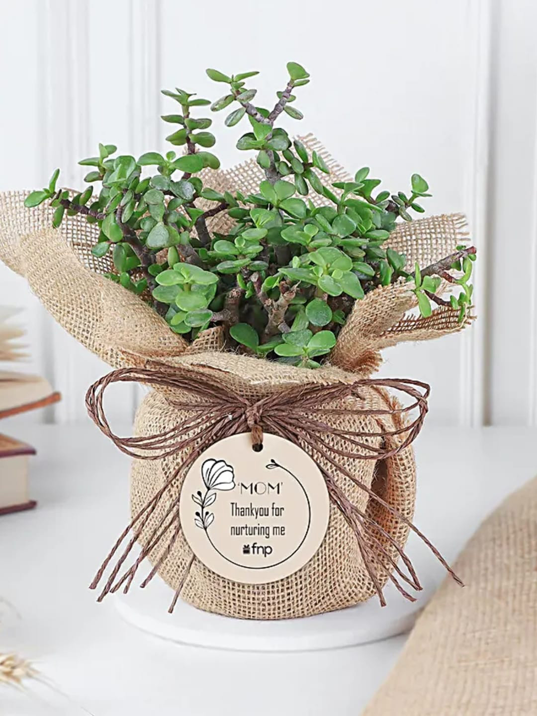 

fnp Haworthia Plant 4 In, Green