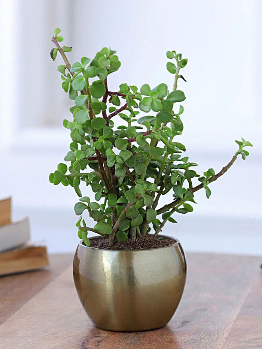 

fnp Jade Plant With Pot, Green