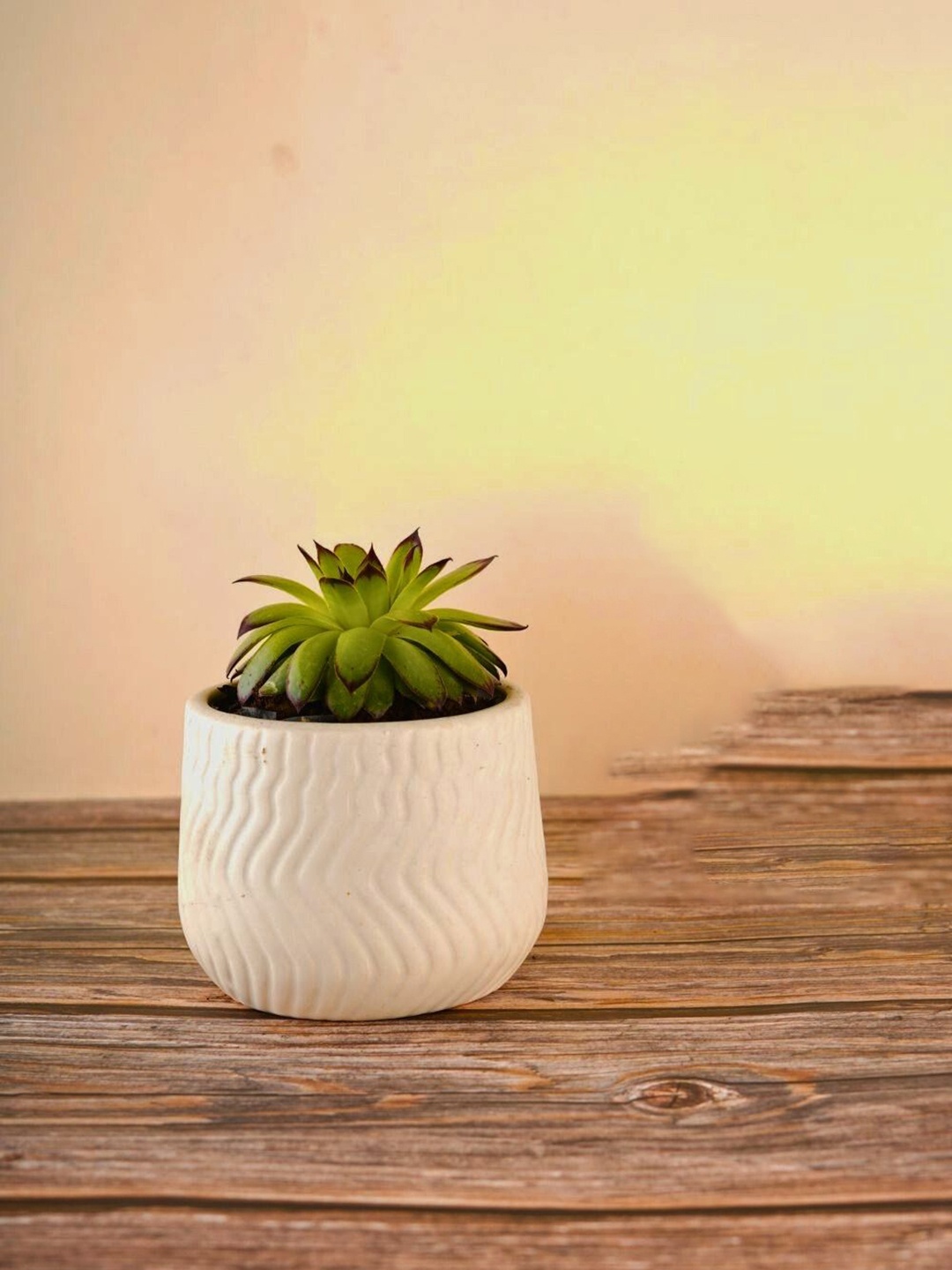 

WEAVING HOMES White Textured Ceramic Planters