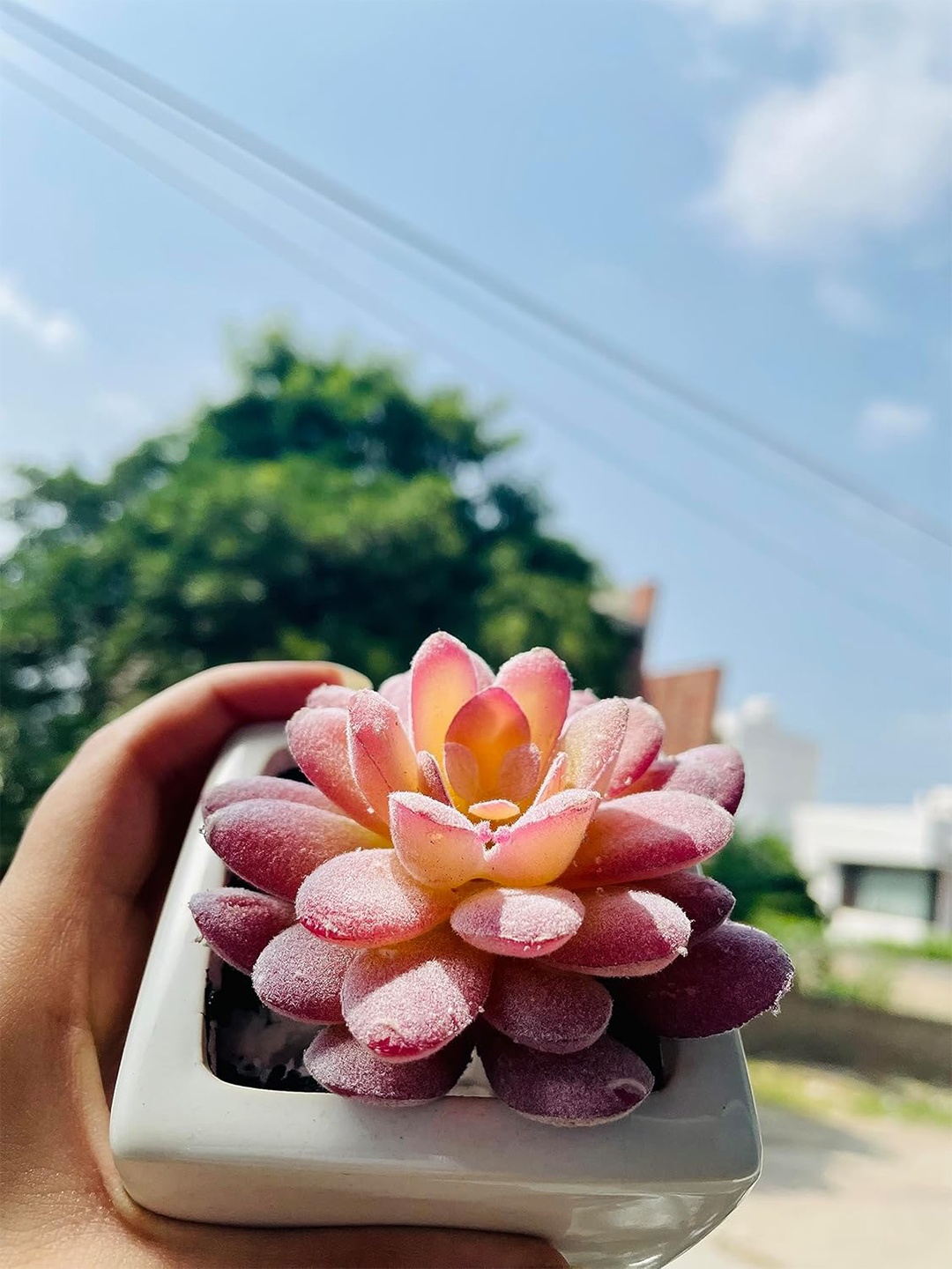 

Garden Deco Pink 2 Pieces Succulent Artificial Plant