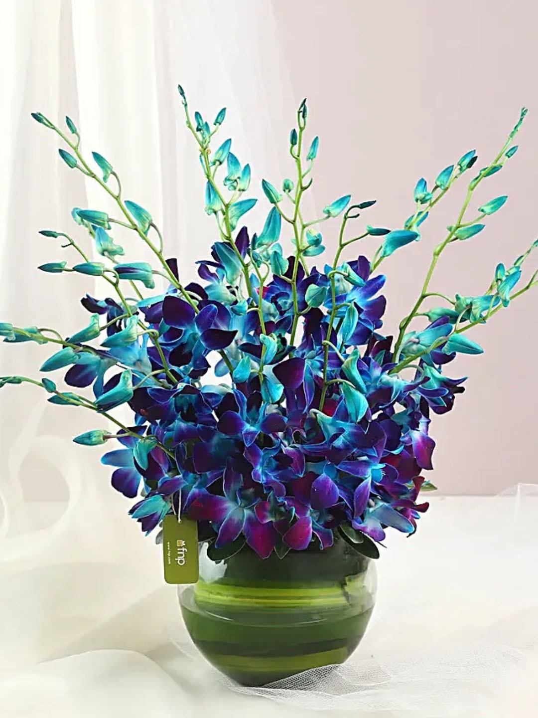 

fnp 14 Pcs Land Of Orchids Fresh Flowers, Blue