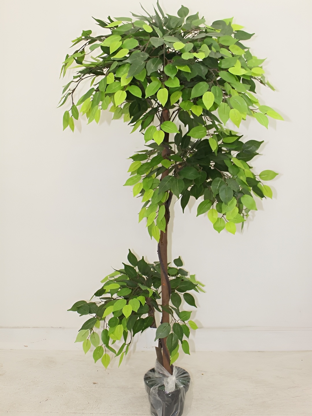 

Home Bloom Green & Black Ficus Artificial Plant With Pot