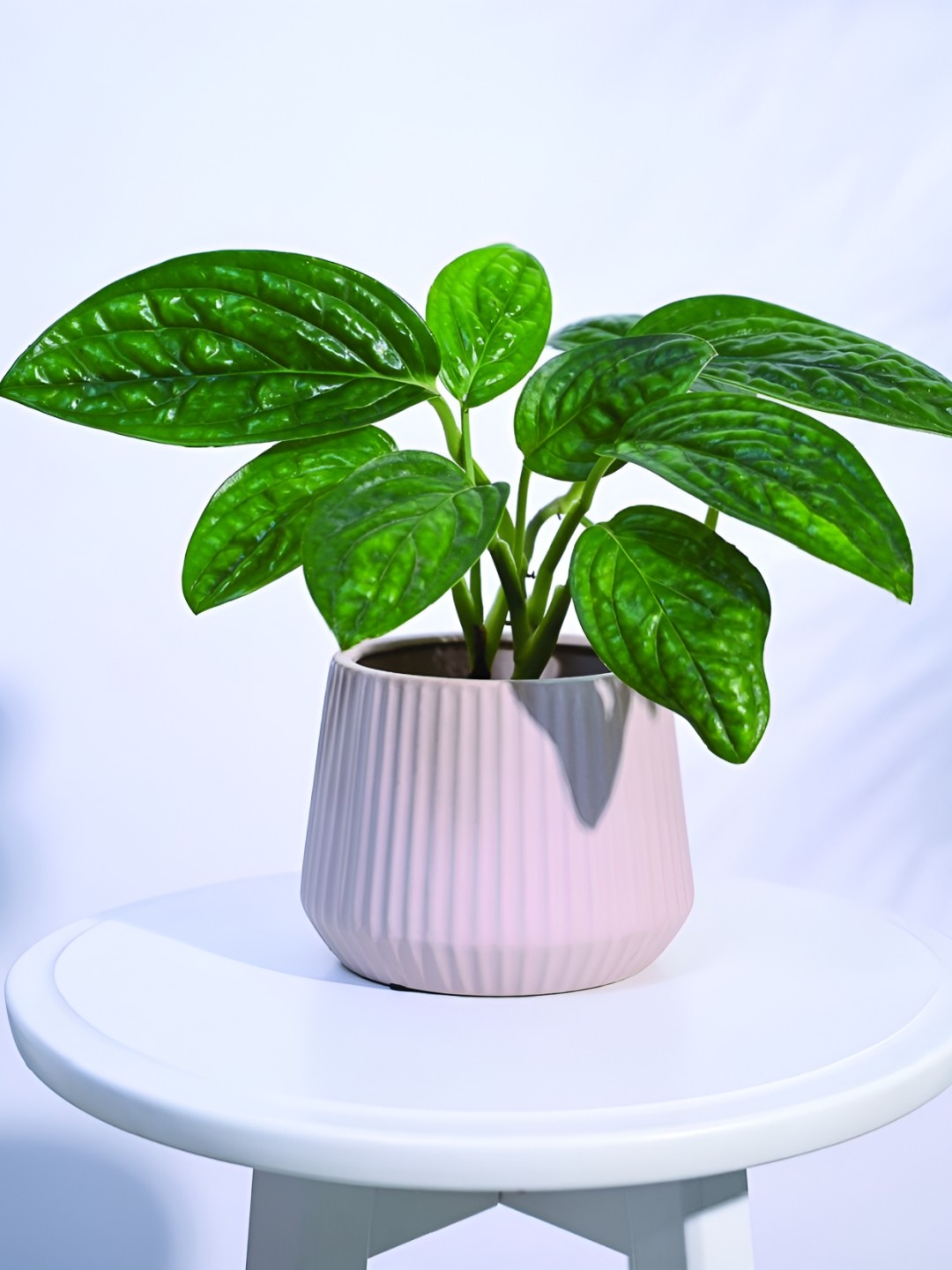 

UGAOO Pink Textured Ceramic Planter With Holder