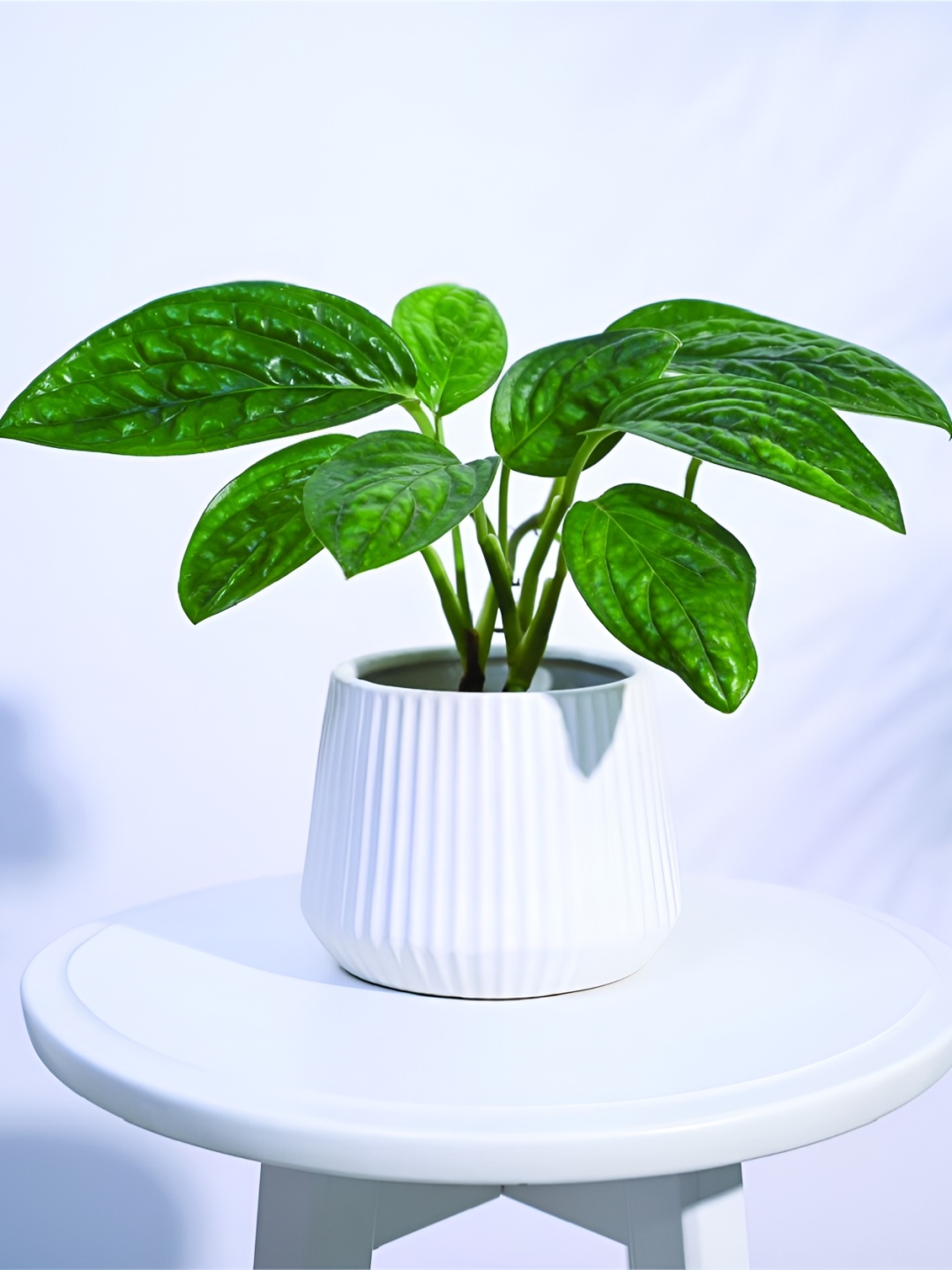 

UGAOO White Textured Ceramic Planter Pot
