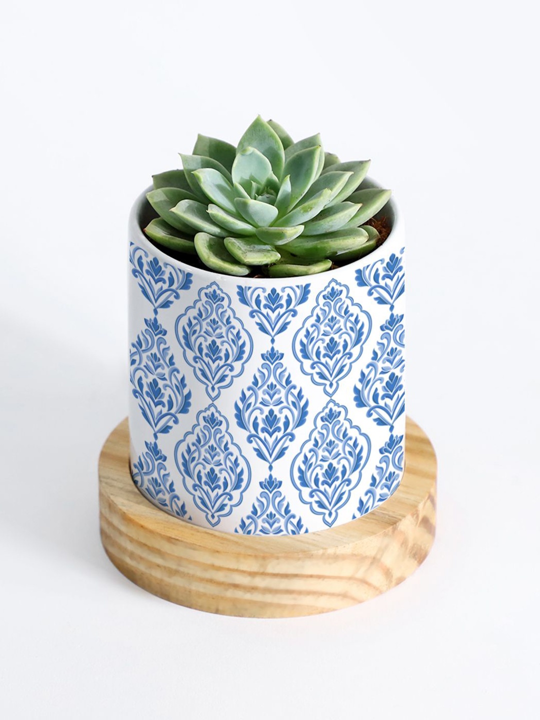 IGP Green Echeveria Succulent With Pot