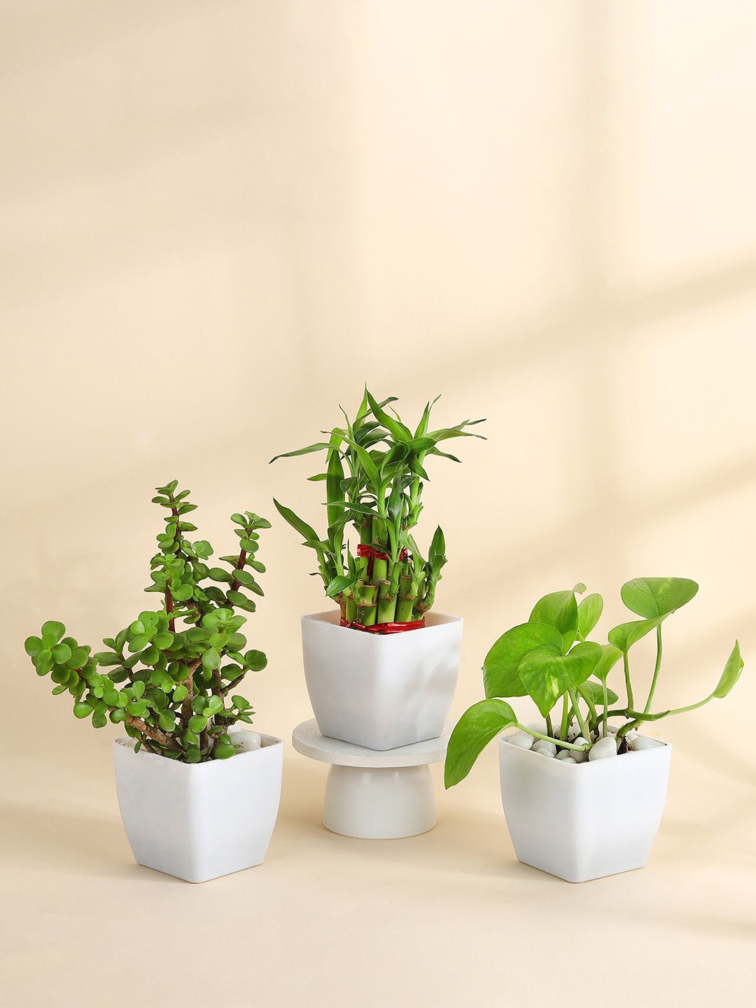 IGP Green 3-Pcs Jade Money & Bamboo Live Plants
