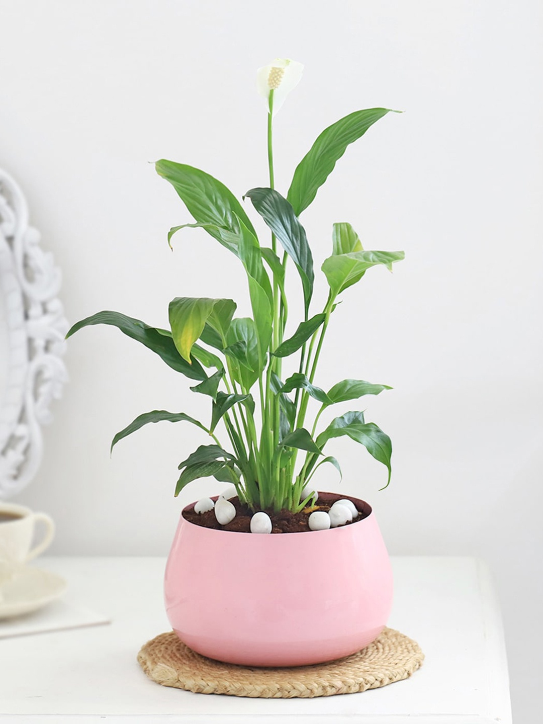 

IGP Peace Lily plant, Green