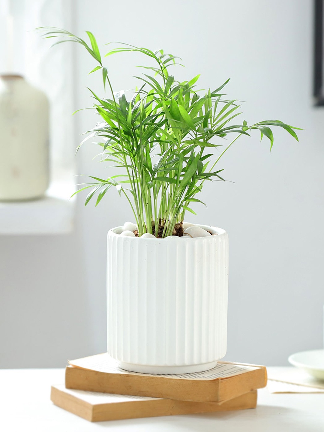 IGP Indoor Green Chamaedorea Palm Plant With Ribbed Planter
