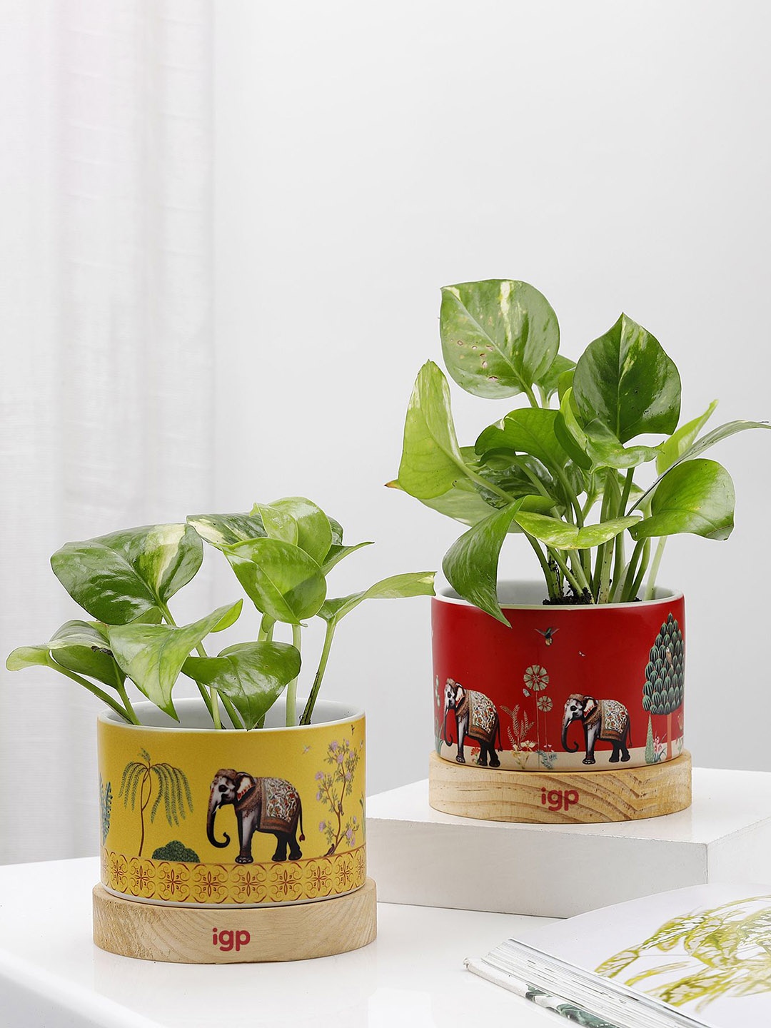 

IGP 2 Pcs Money Plant With Planter, Green