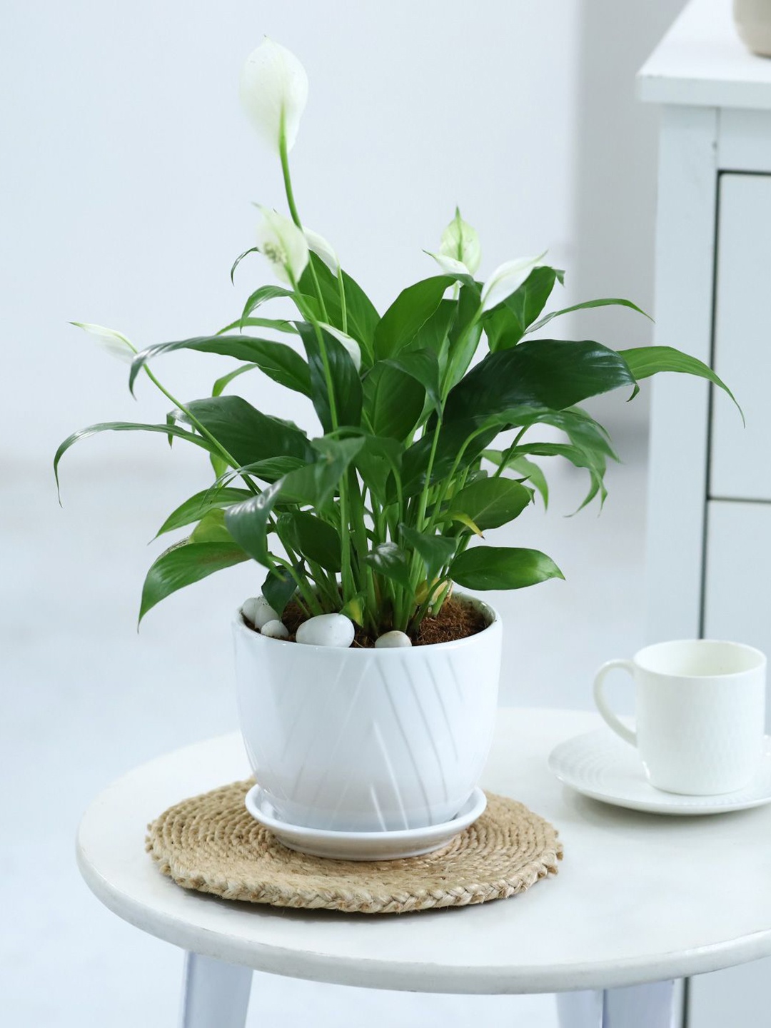 

IGP Green Lily Plant With Planter & Plate