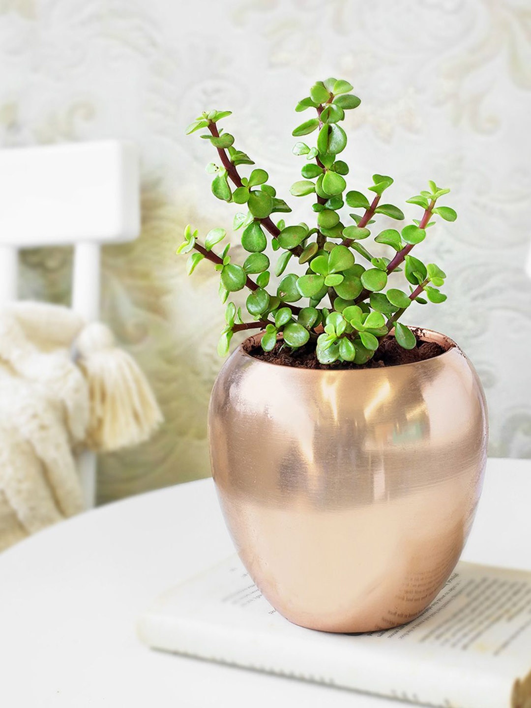 IGP Jade Plant With Metal Planter, Green