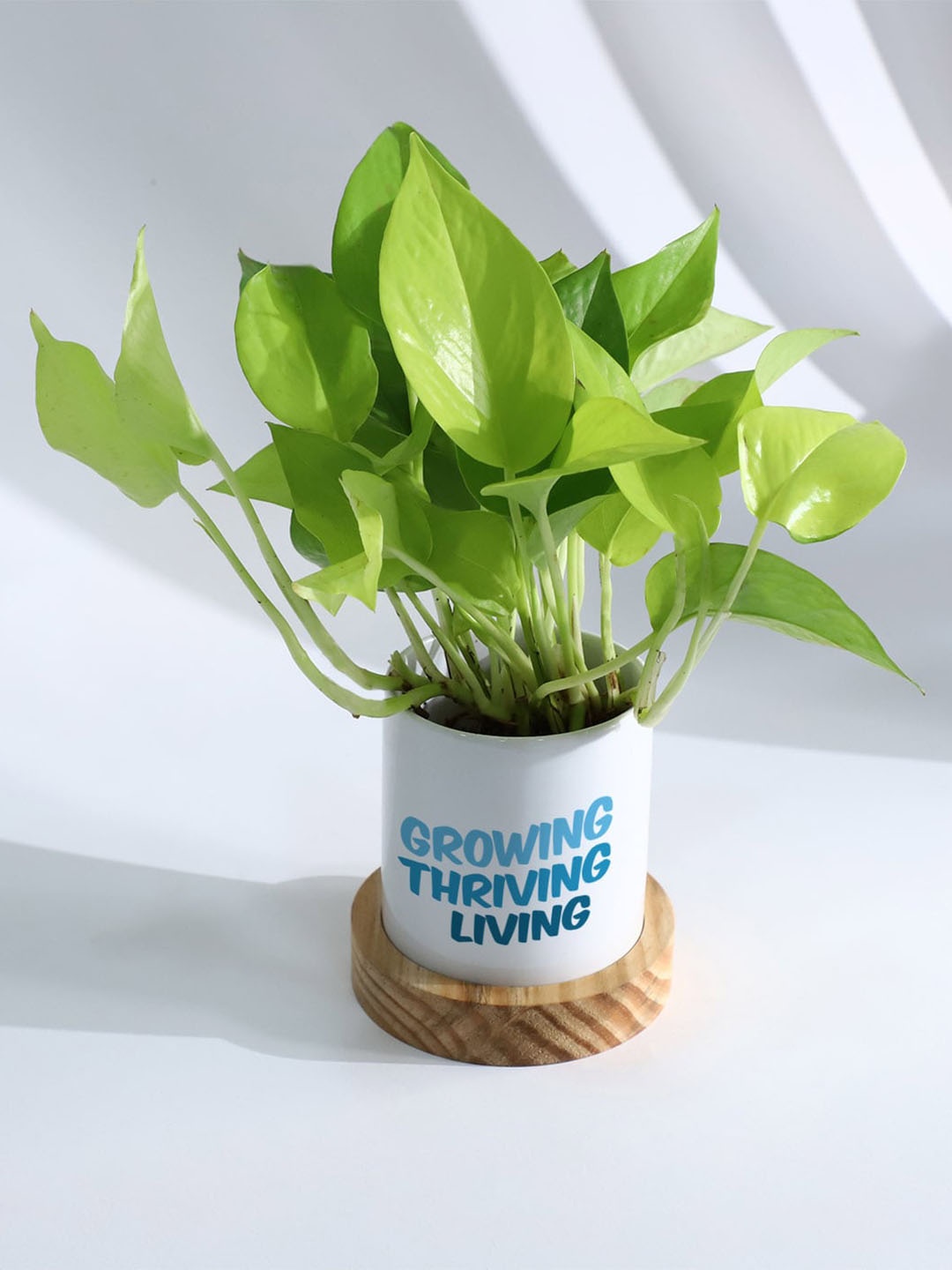 

IGP Green Money Plant With Pot