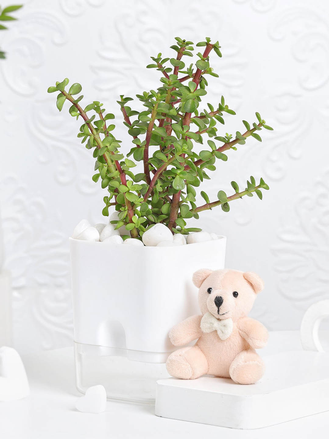 

IGP Green Jade Plant With Mini Teddy Bear