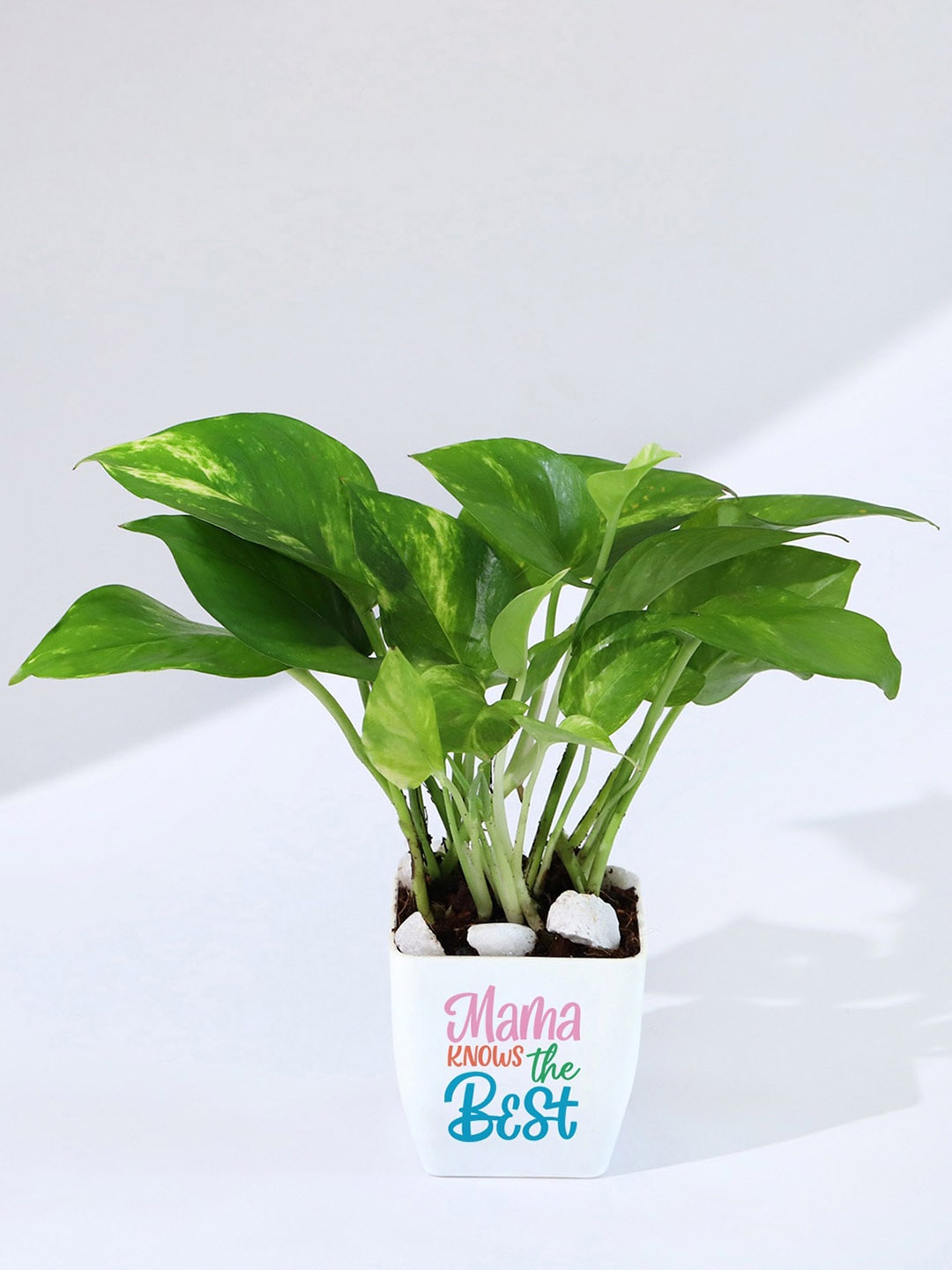 

IGP Mom Knows Best Money Plant With Pot, Green