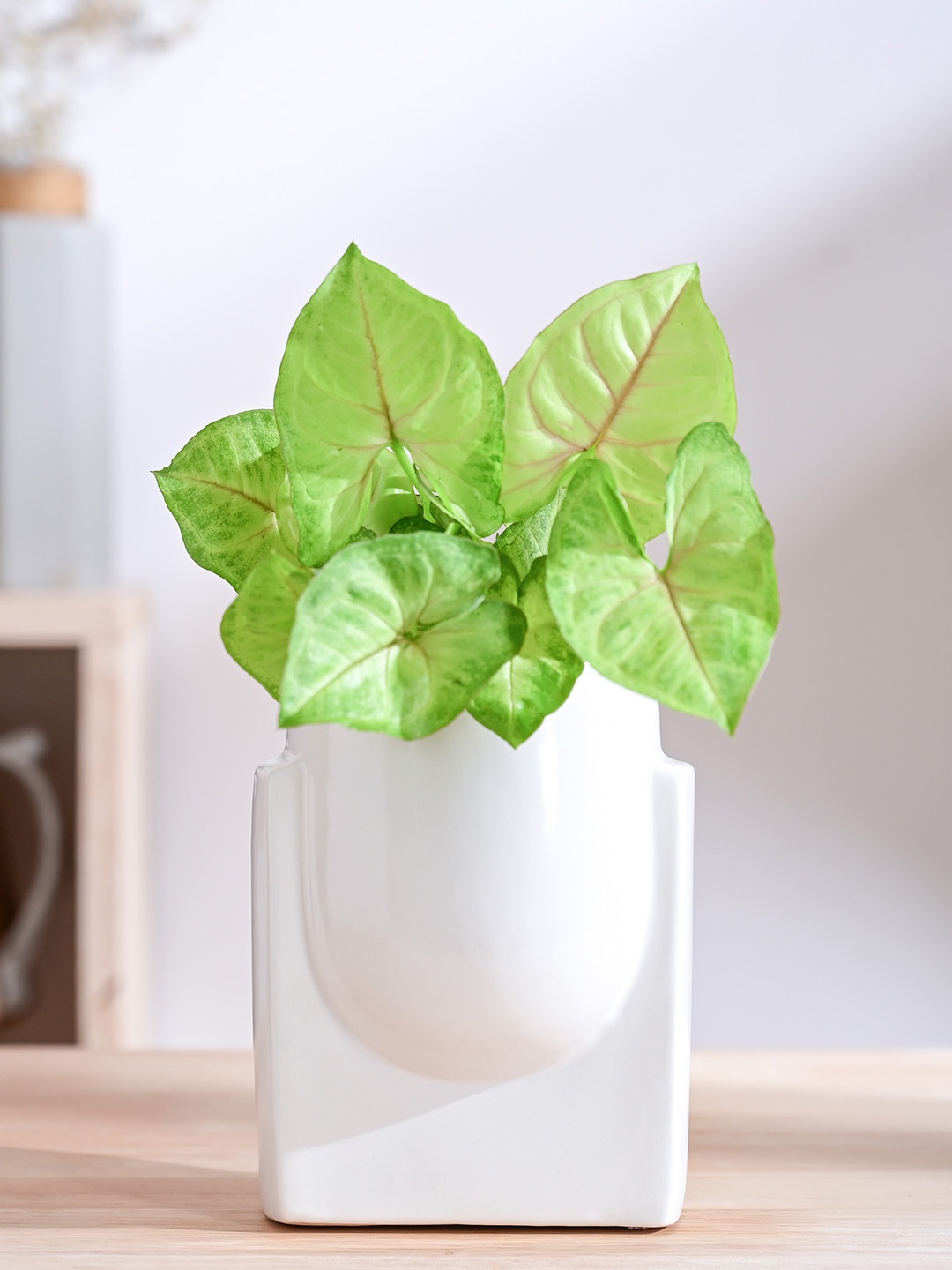 

UGAOO White Ceramic Planter