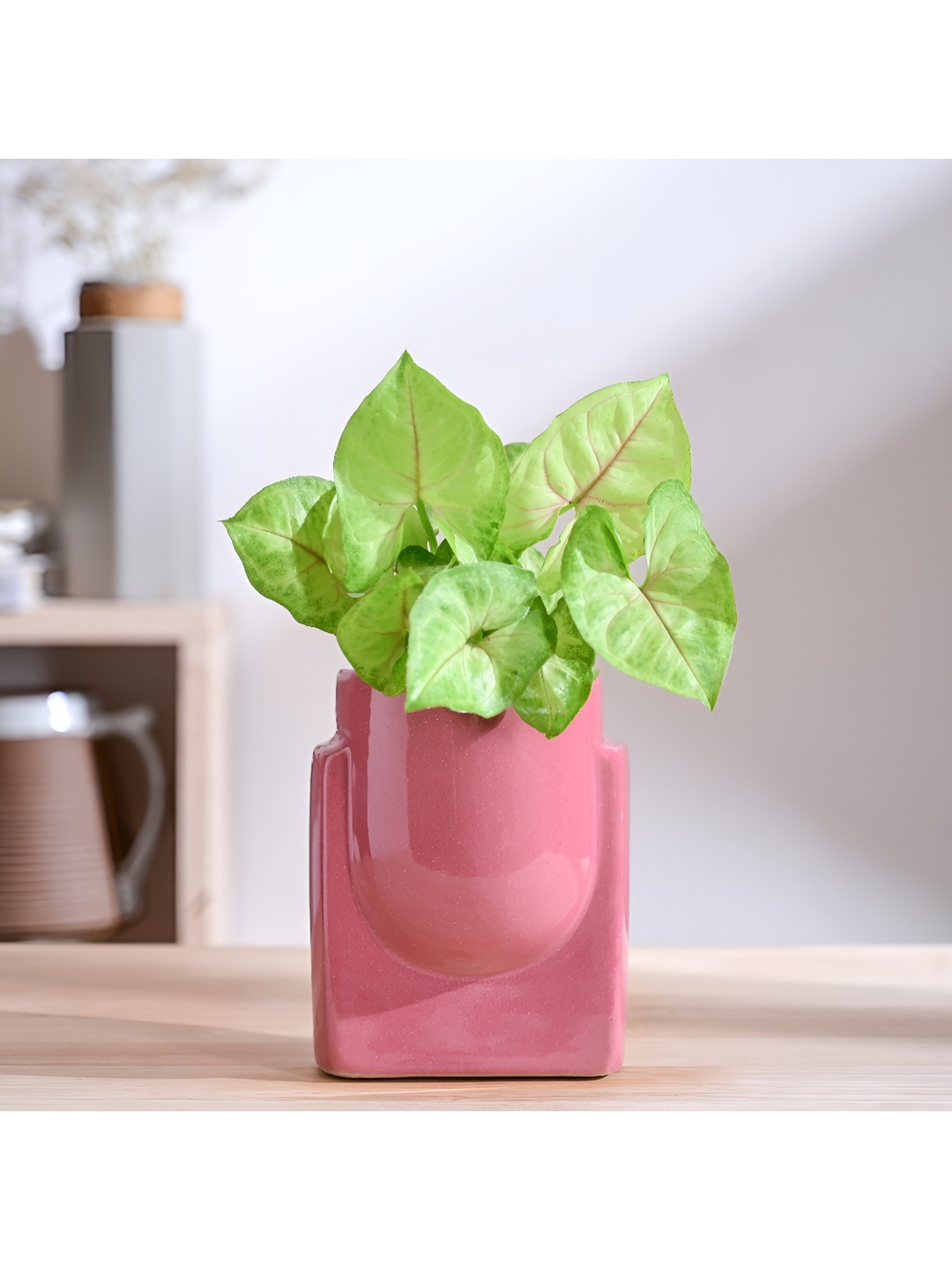 

UGAOO Cats are Gods Pink Textured Ceramic Planter, Magenta
