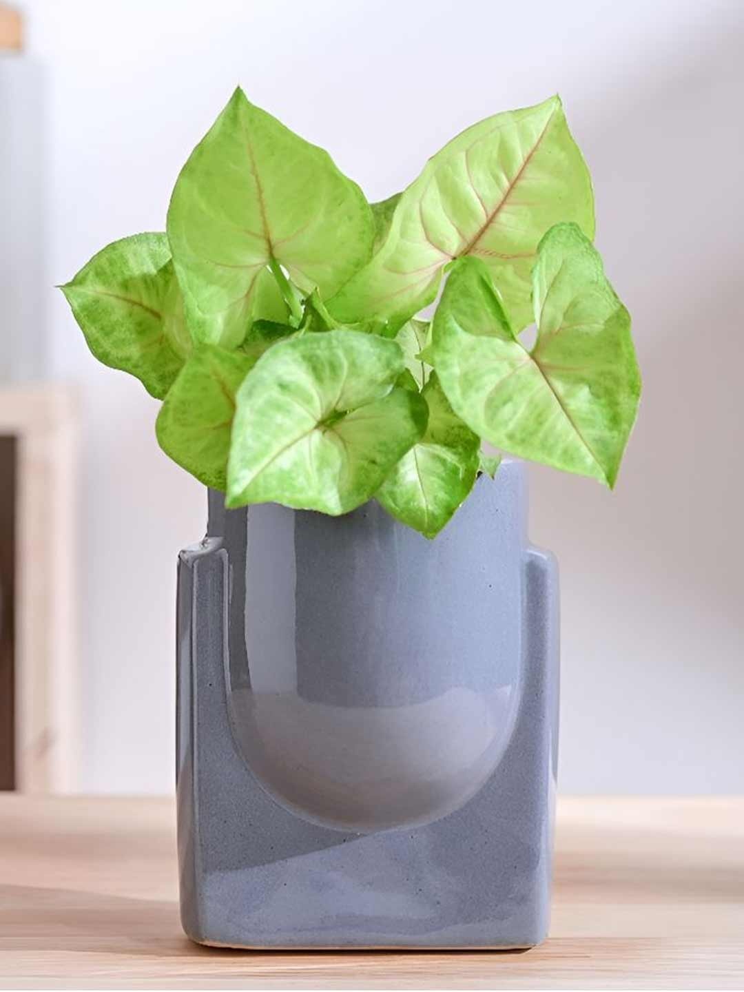 

UGAOO Grey Weather Resistant Ceramic Planter