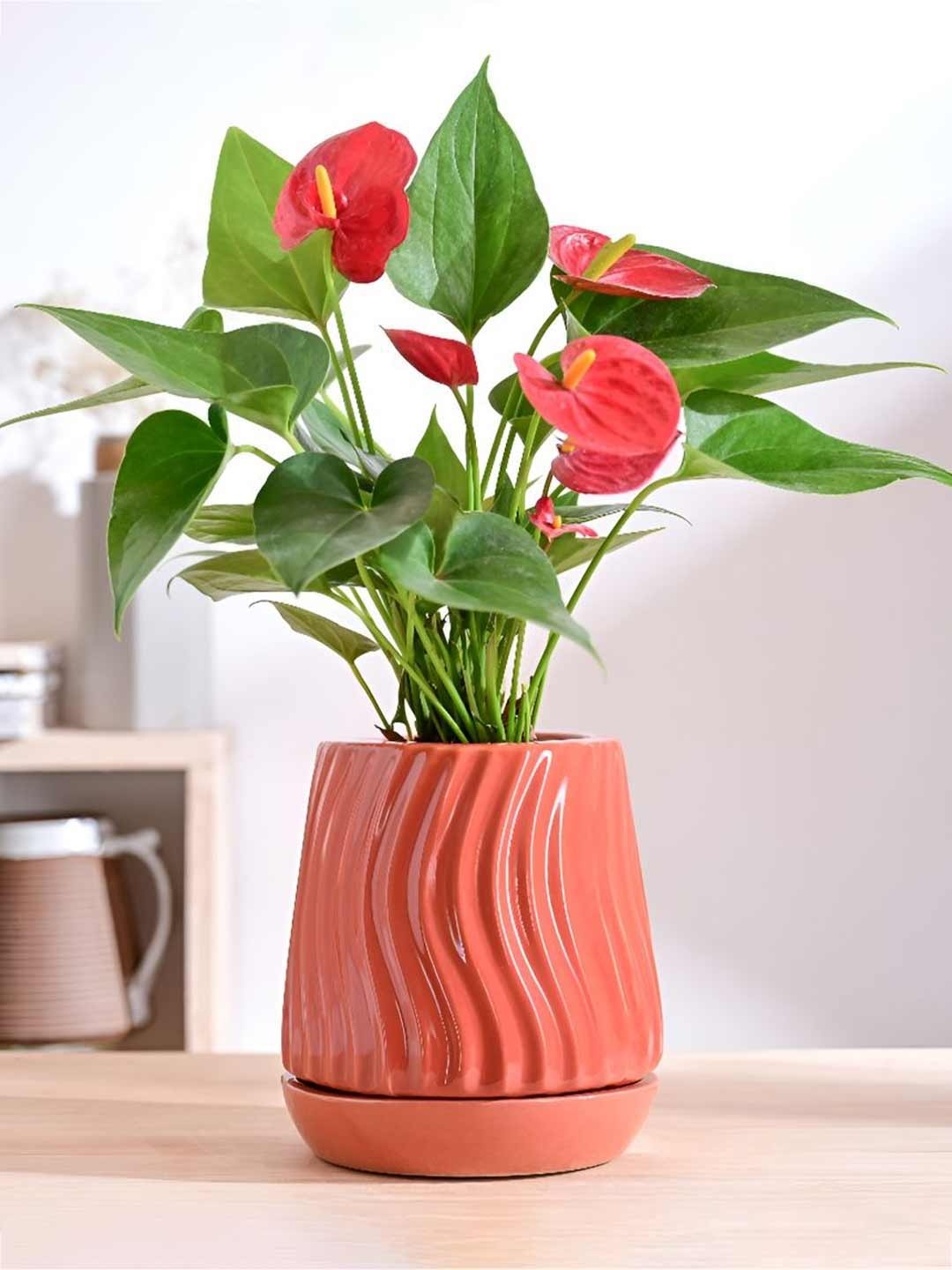 

UGAOO Fallen Angel Orange-Colored Textured Ceramic Planter, Coral