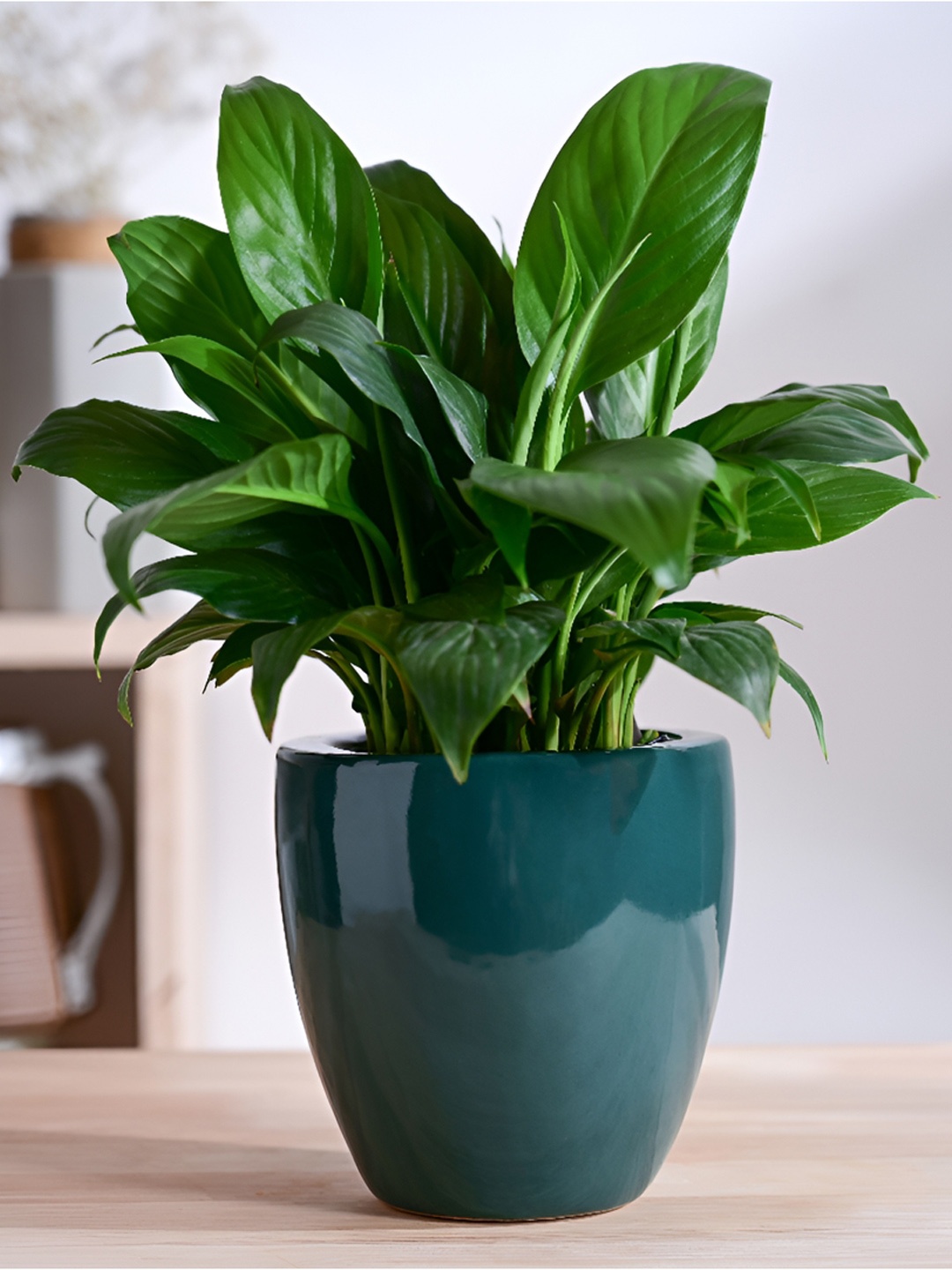 

UGAOO Dark Green Slim Ceramic Planter