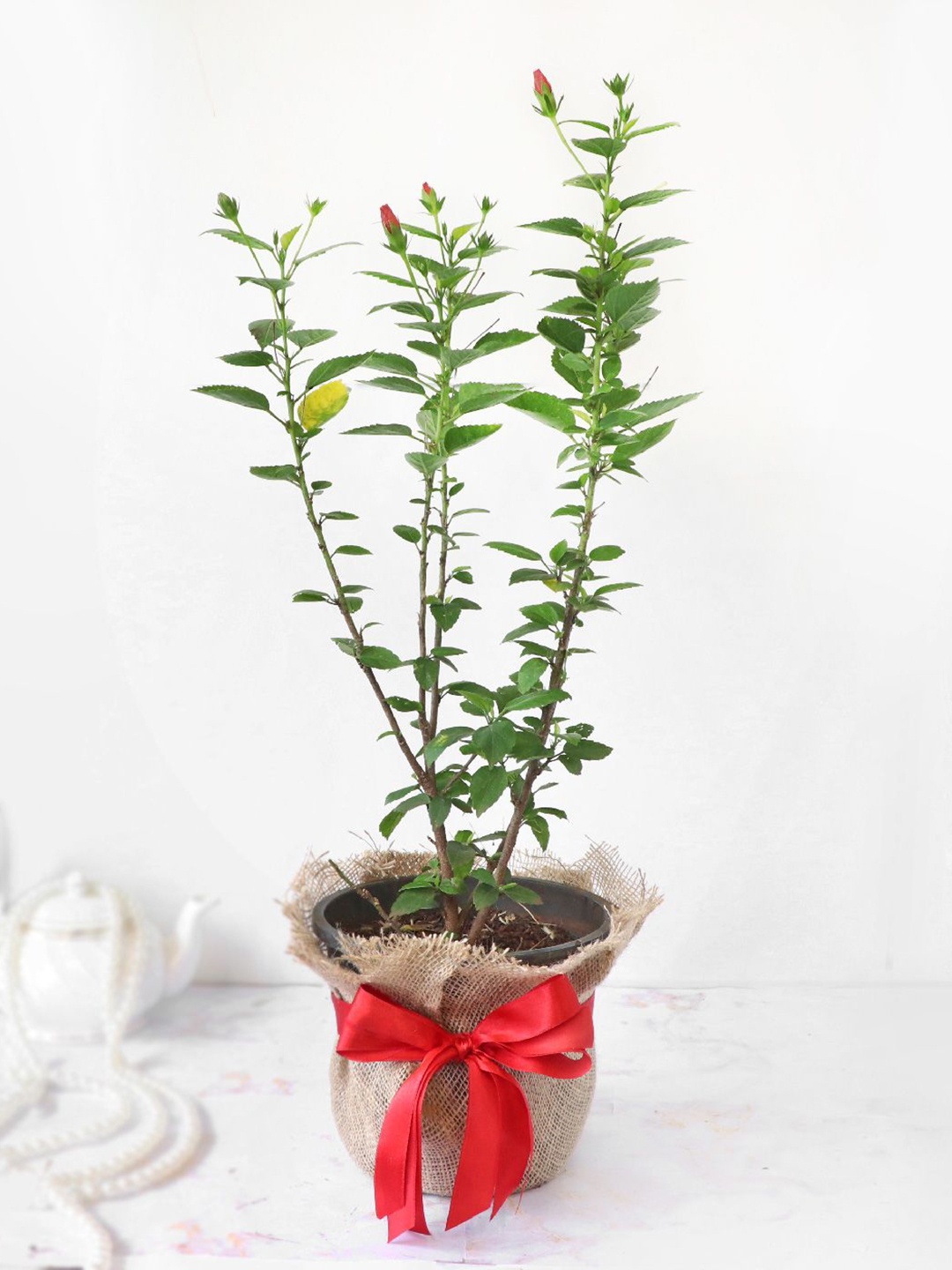 IGP UnisexJute Wrapping with Plastic Planter Assorted Gifts, Green