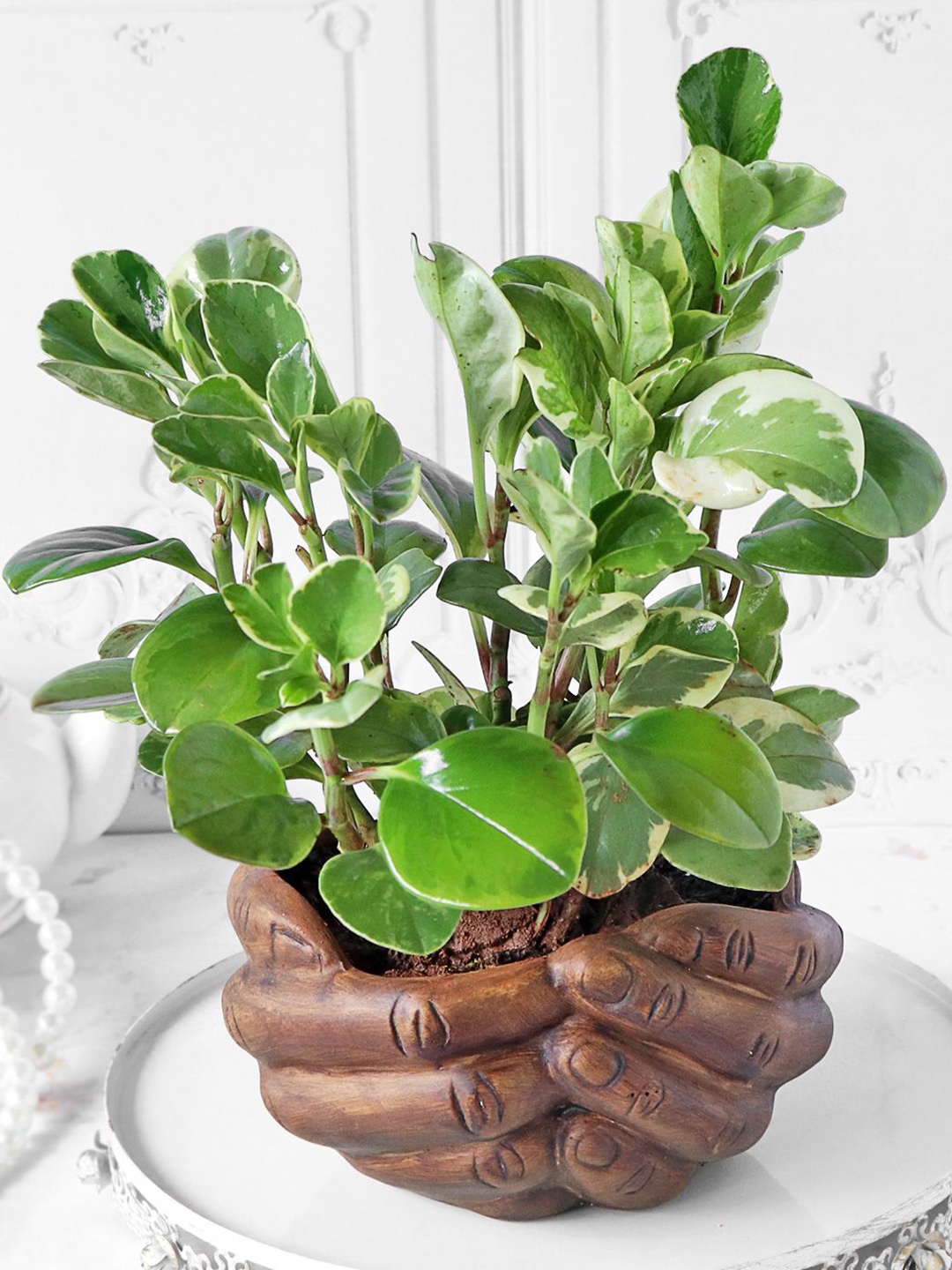 

IGP Peperomia Plant with Designer Ceramic Planter, Green