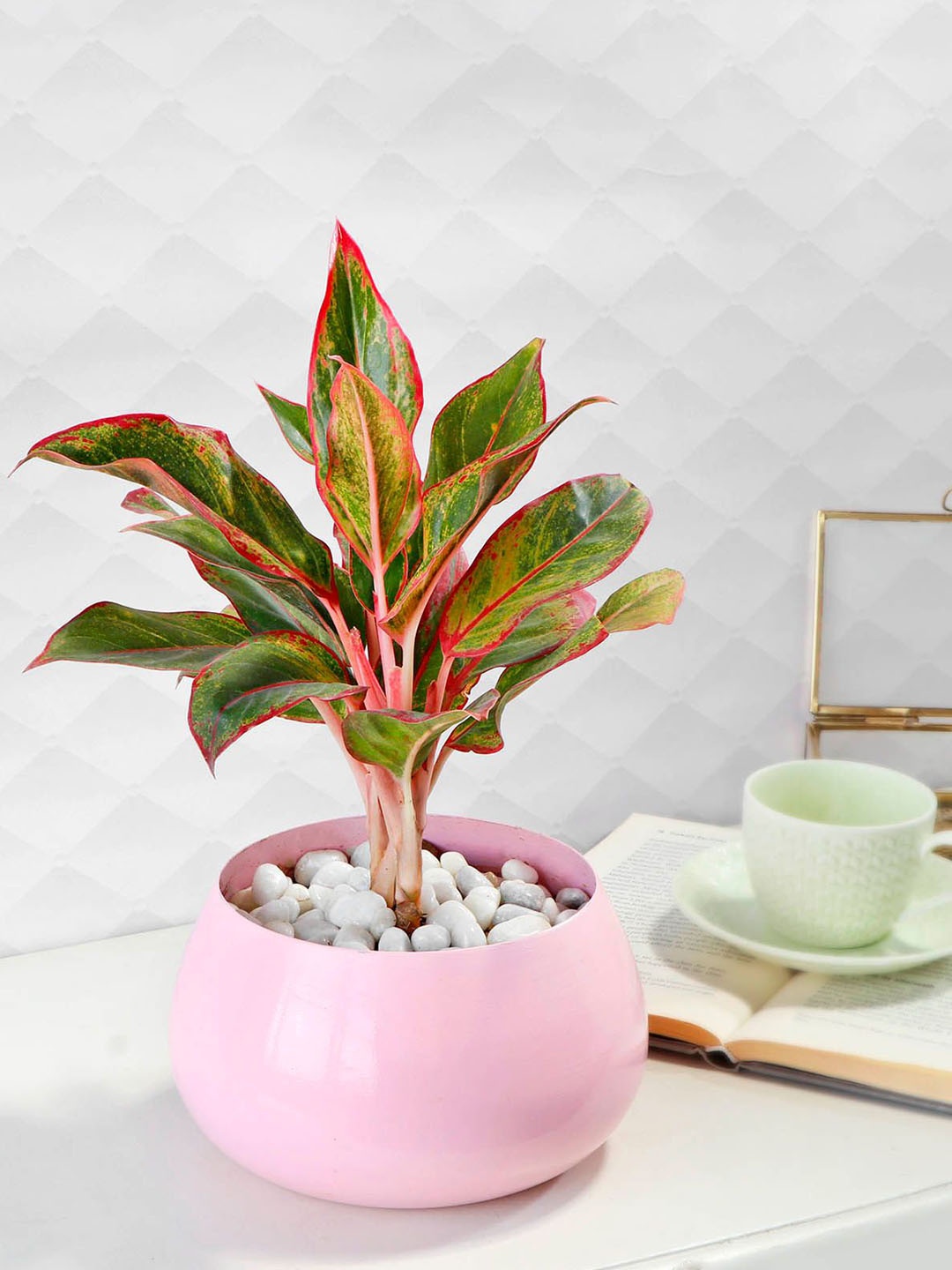 

IGP Aglaonema Lipstick in Pink Round Pot, Multi