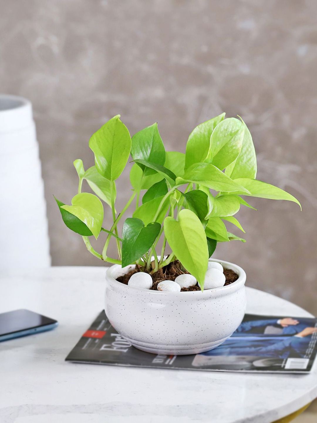 

IGP White & Green Money Plant With Pot