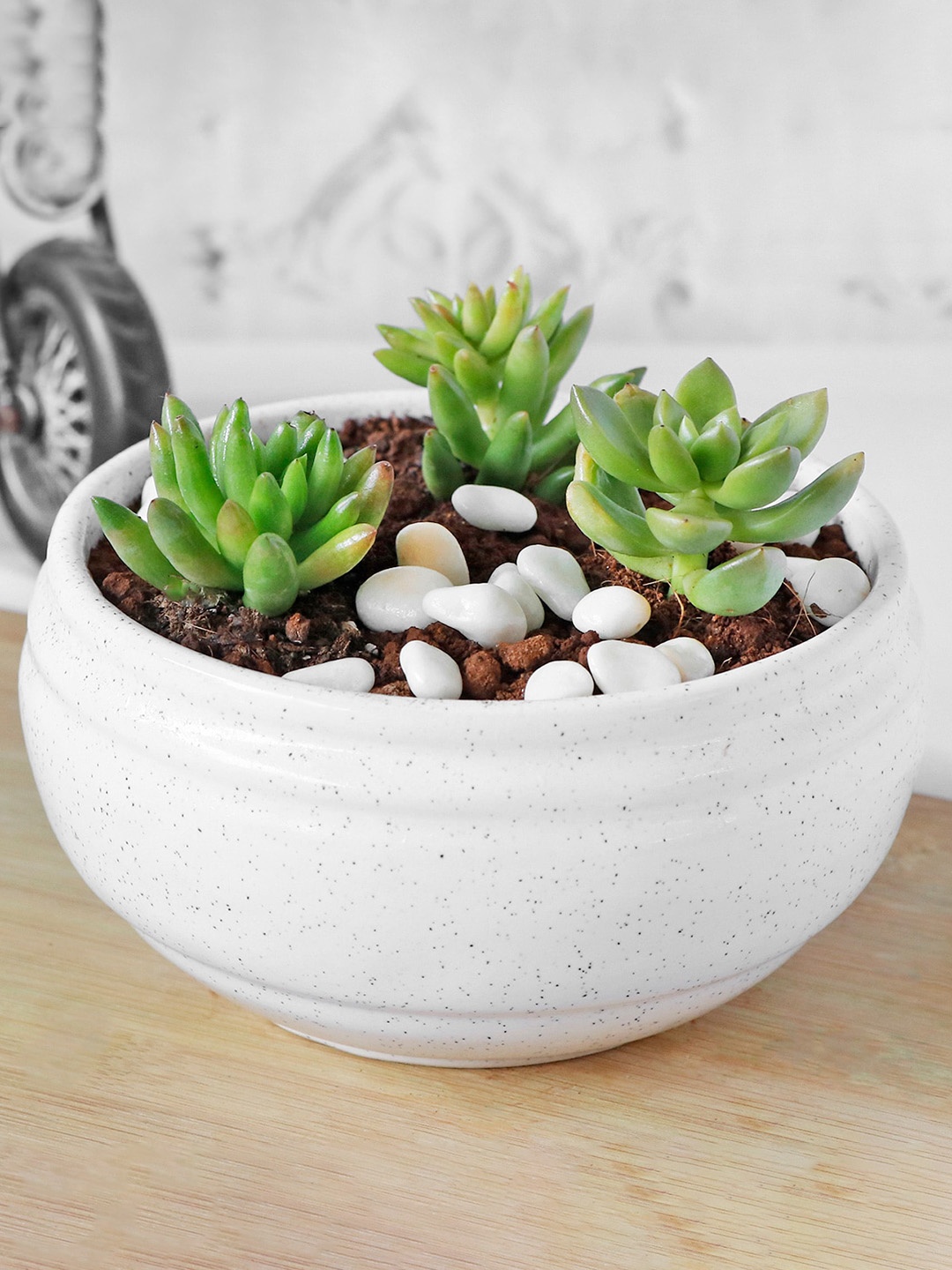 

IGP Green Succulent in Ceramic Planter