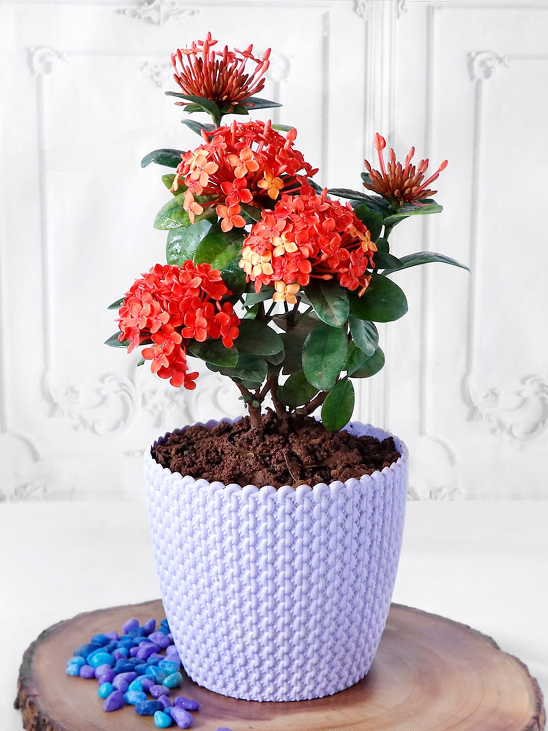 

IGP Ixora Flower Plant In Planter, Red