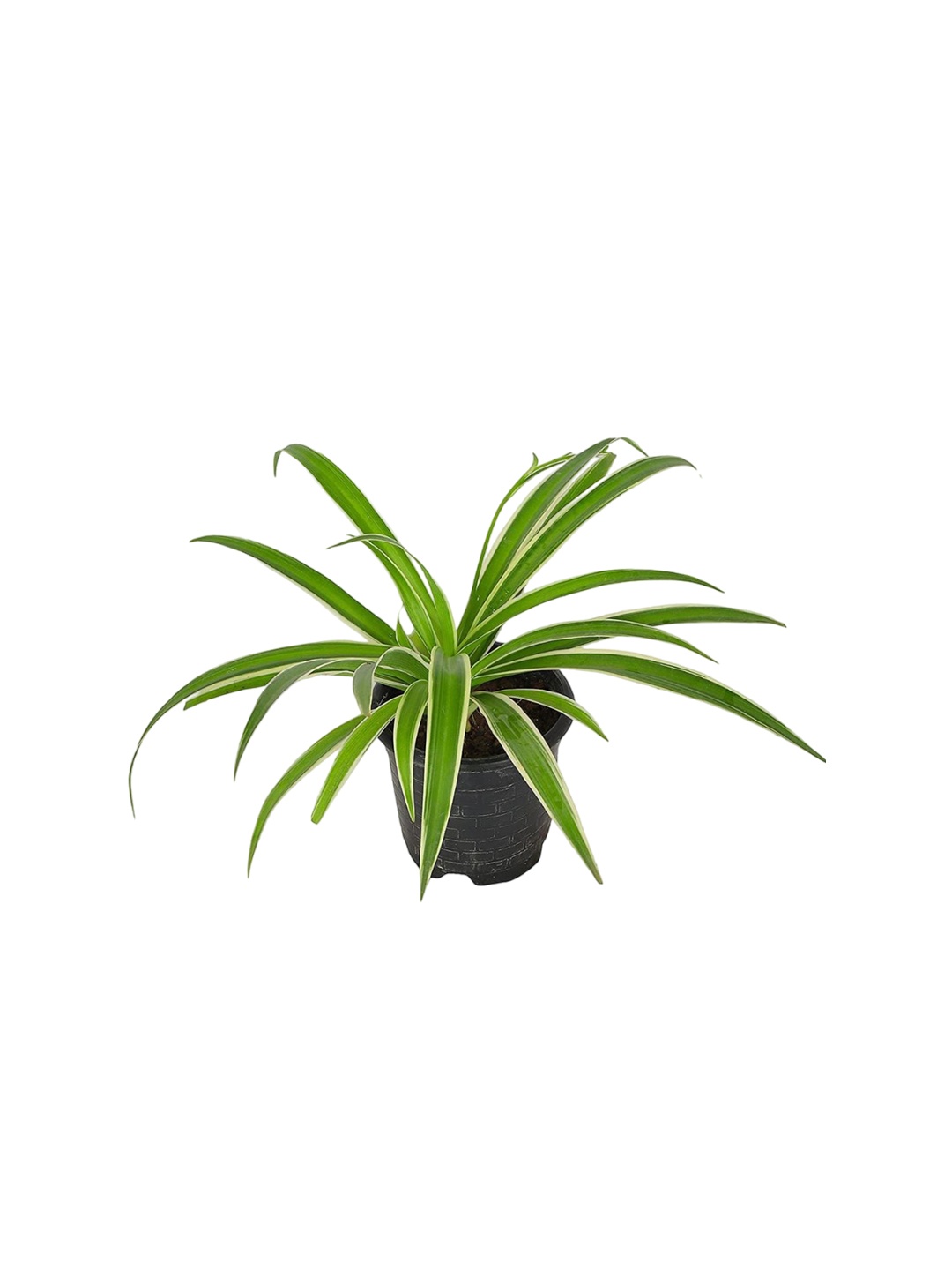 

Leafy Tales Indoor Spider Plant With Black Pot, Green