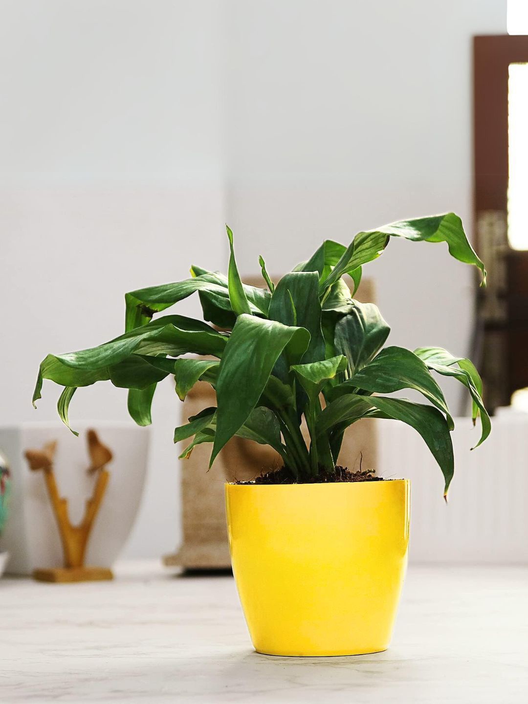 

Leafy Tales Indoor Peace Lily Plant With Pot, Green