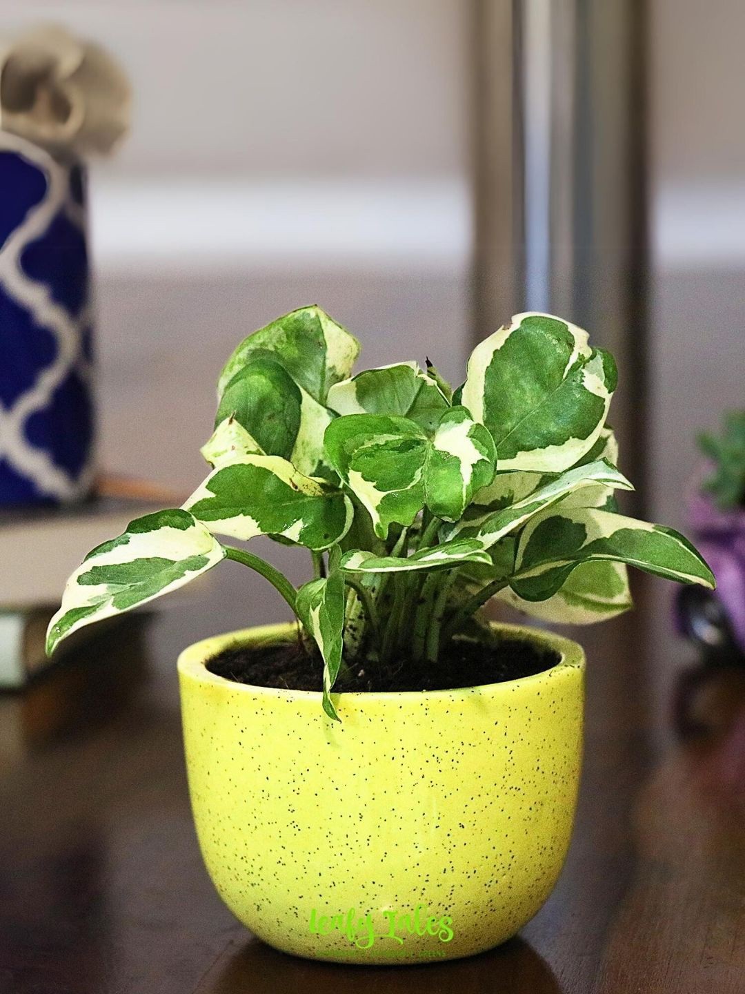 

Leafy Tales Money Plant With Pot, Green