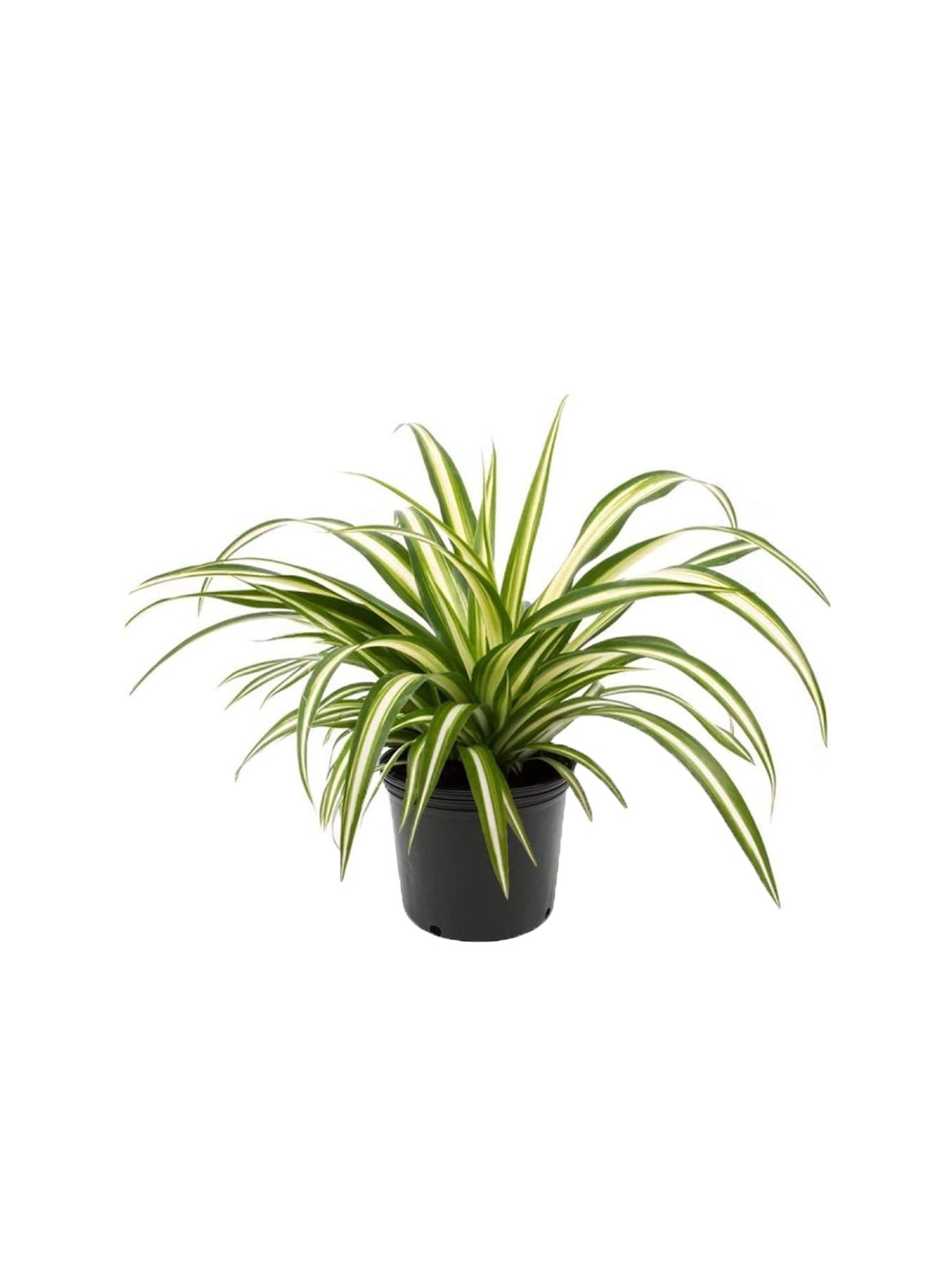 

Leafy Tales Spider Plants With Pot, Green