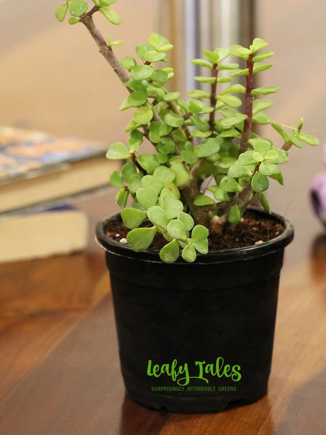 

Leafy Tales Black Jade With Pot Live Plants, Green