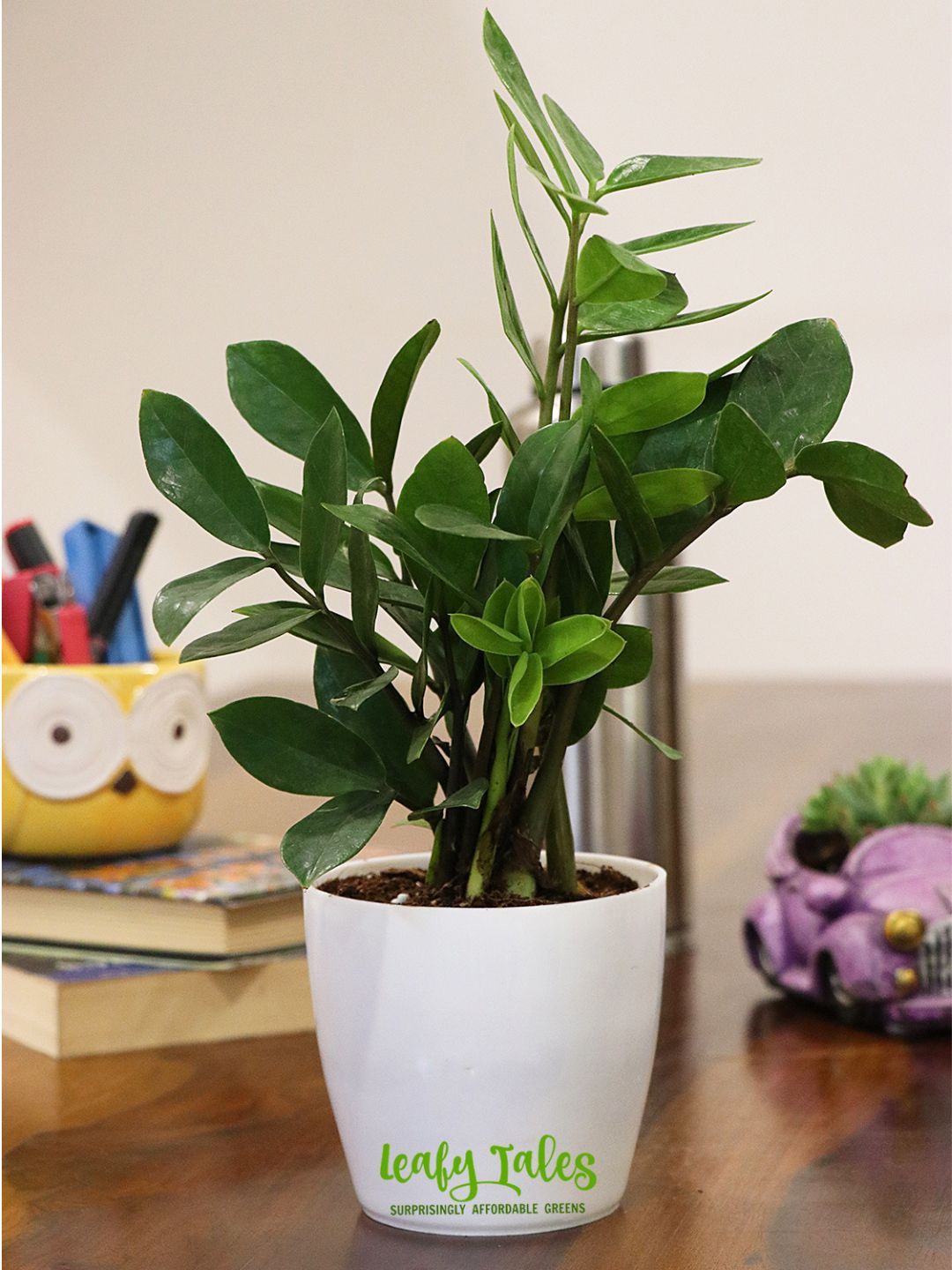 

Leafy Tales Indoor Herbs Plant with Pot- 4 inches, Green