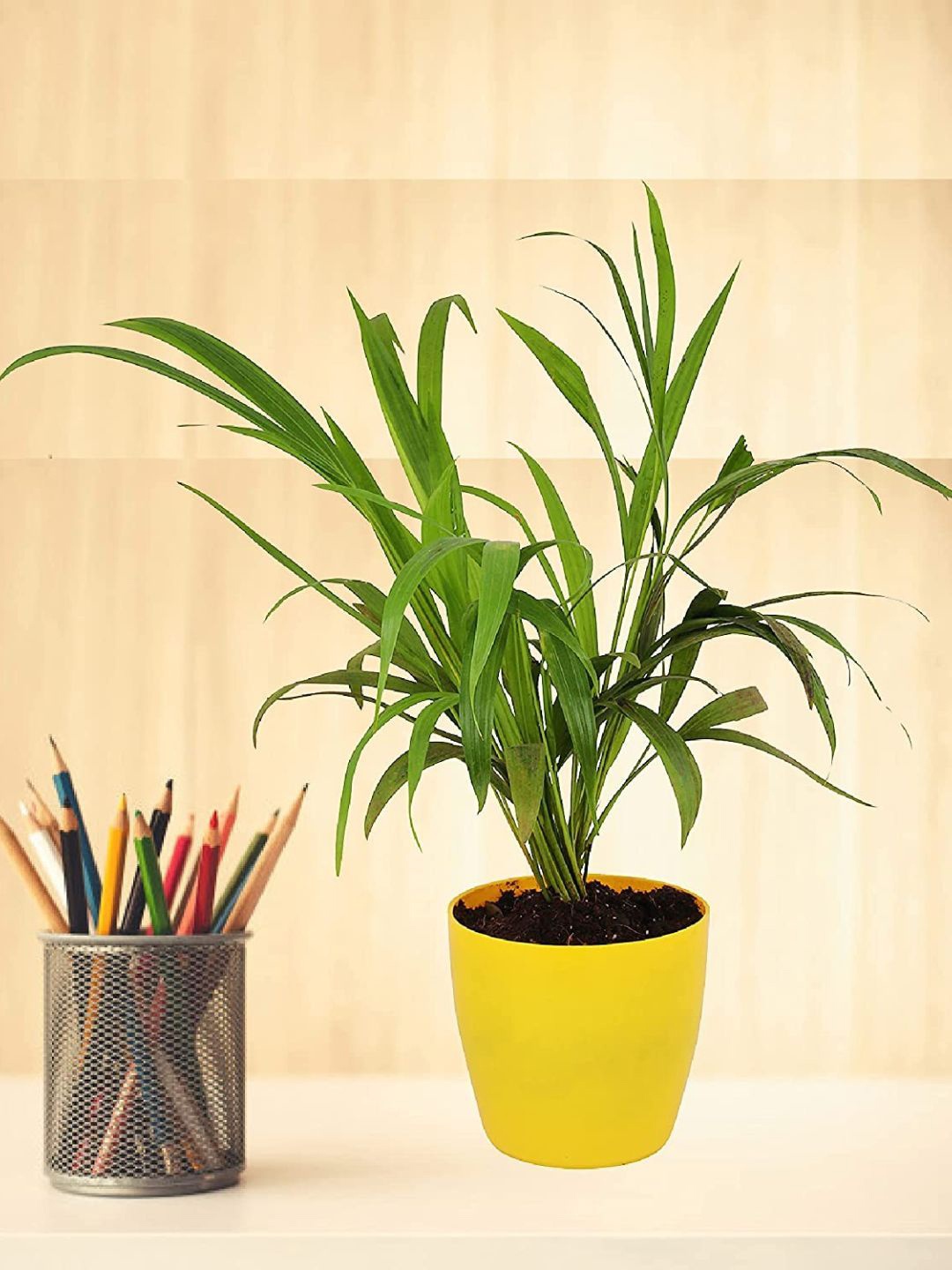 

Leafy Tales Money Plant With Pot, Green