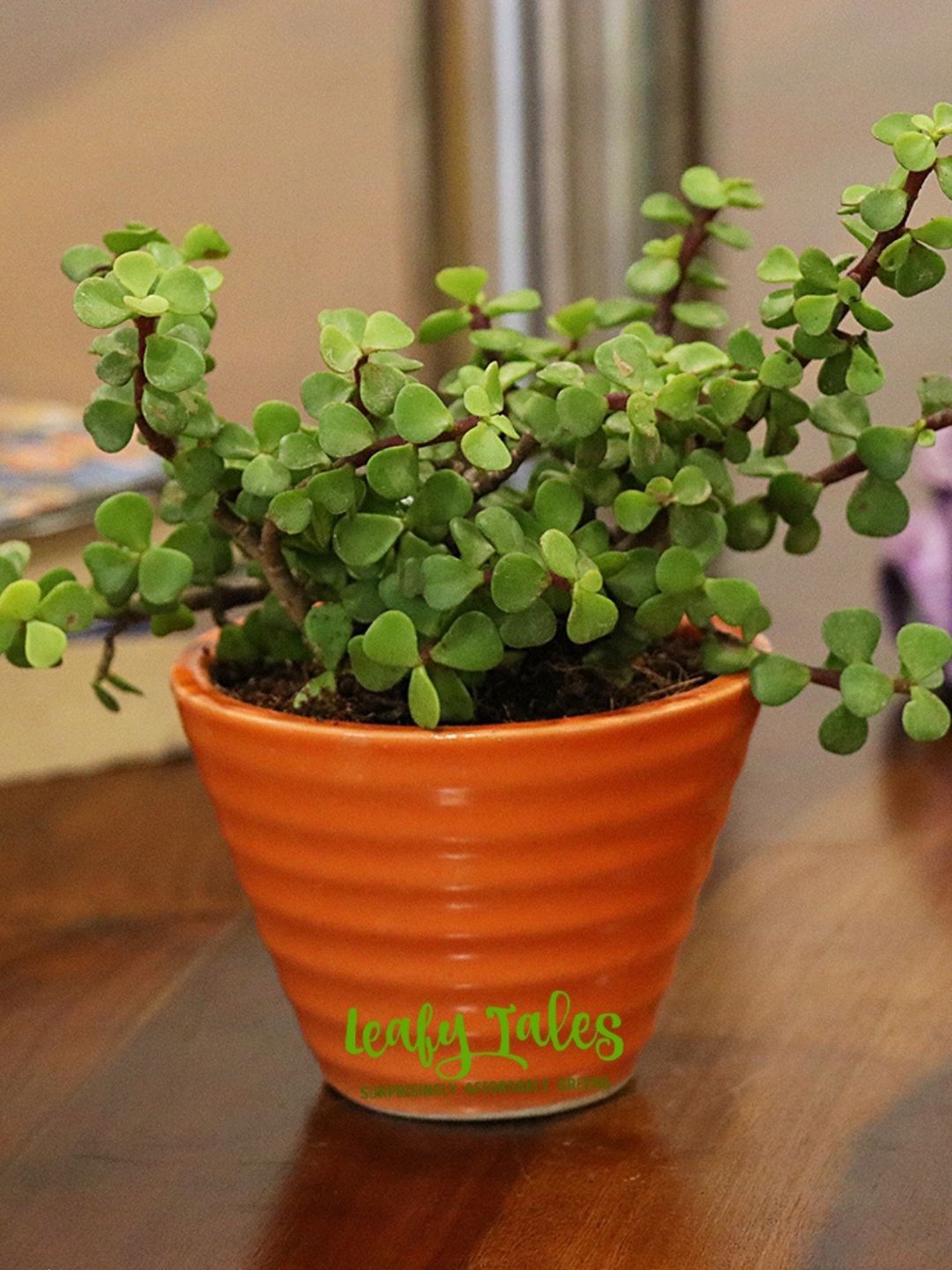 

Leafy Tales Jade Plant With Ceramic Pot, Green