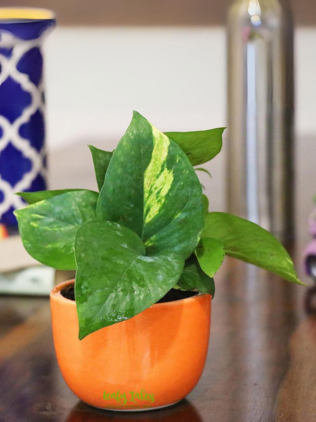 

Leafy Tales Indoor Green Money Plant with UrnCeramic Pot