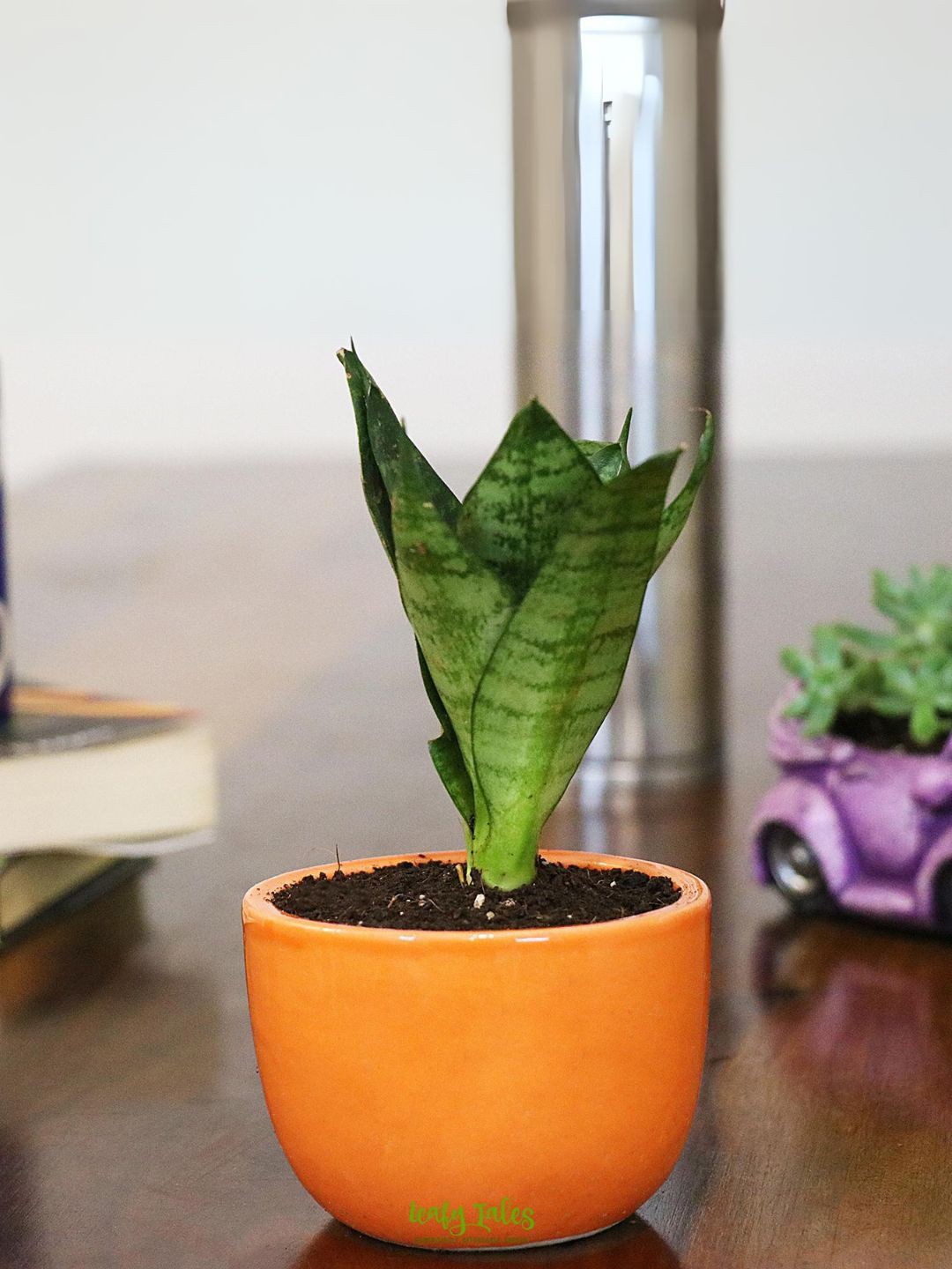 

Leafy Tales Snake Plant With Ceramic Pot, Green