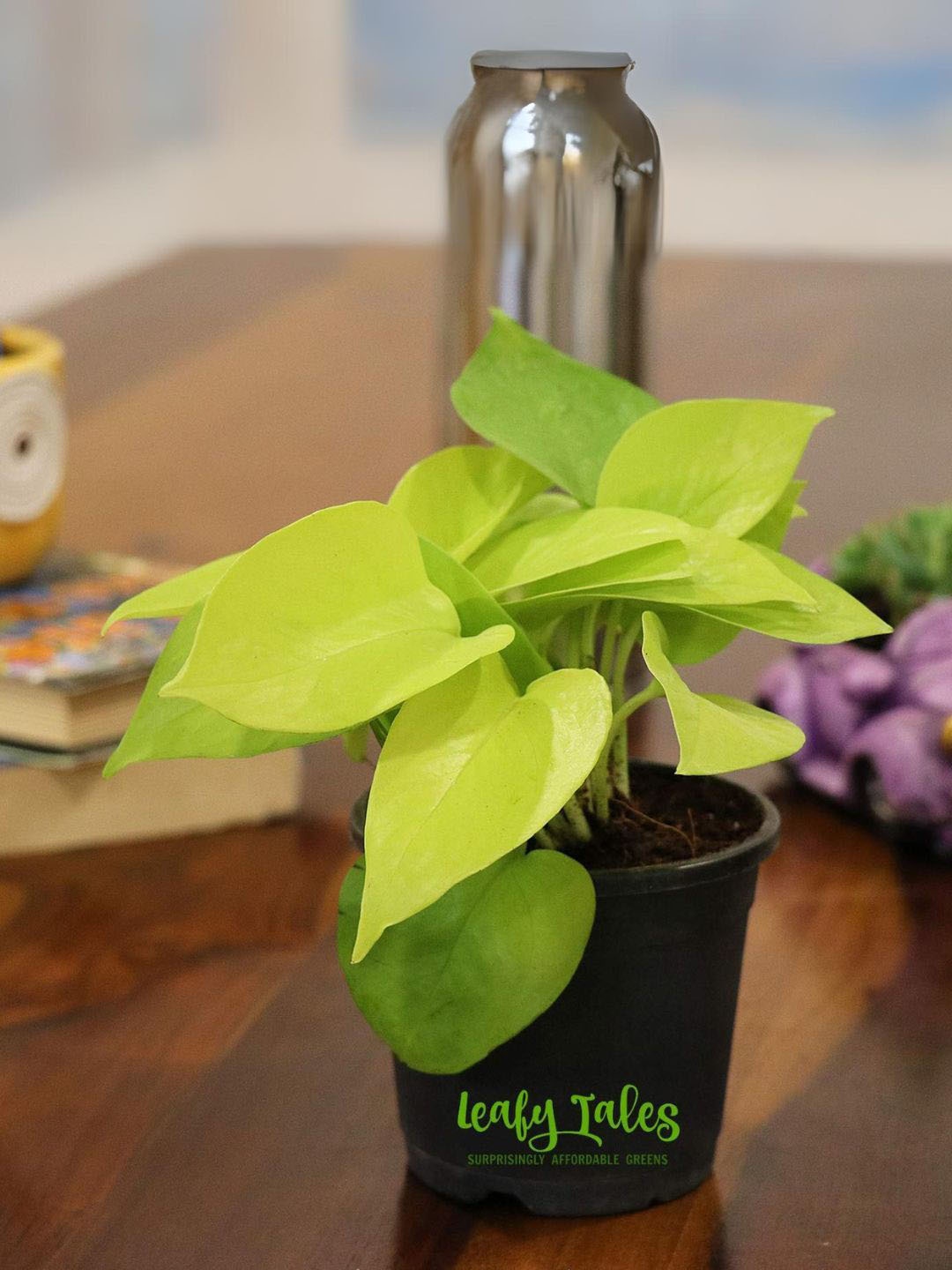 

Leafy Tales Indoor Golden Money Plant With Pot, Green