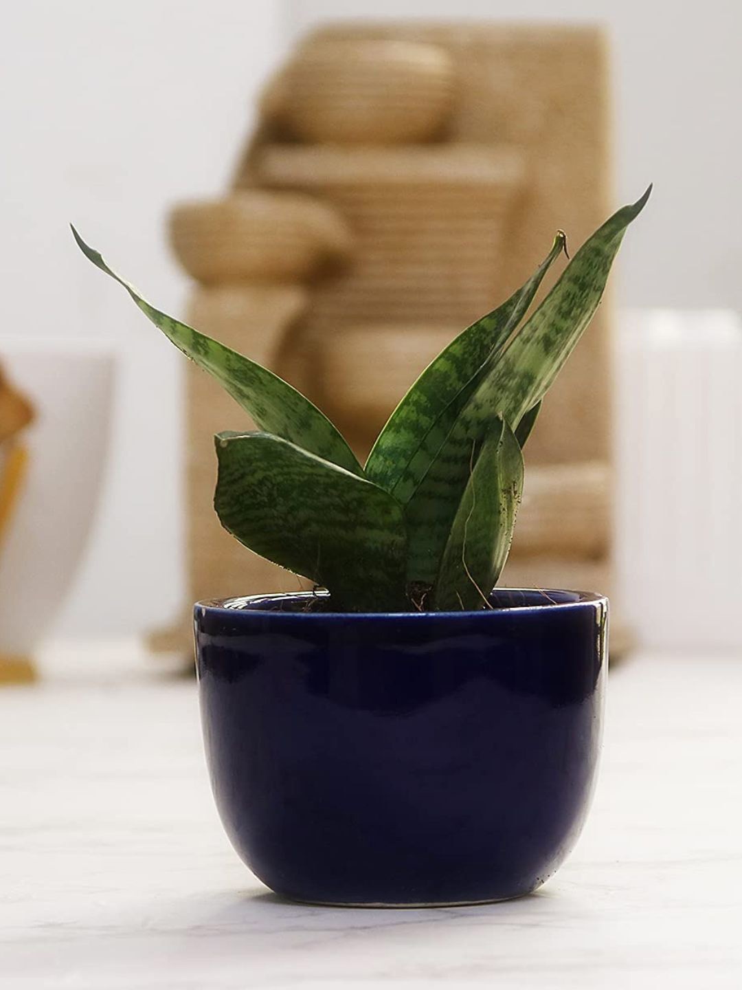 

Leafy Tales Indoor Snake Small Plant With CeramicPot, Green