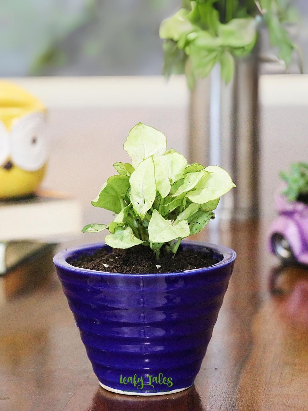 

Leafy Tales Indoor Syngonium Plant With Conical Pot, Green