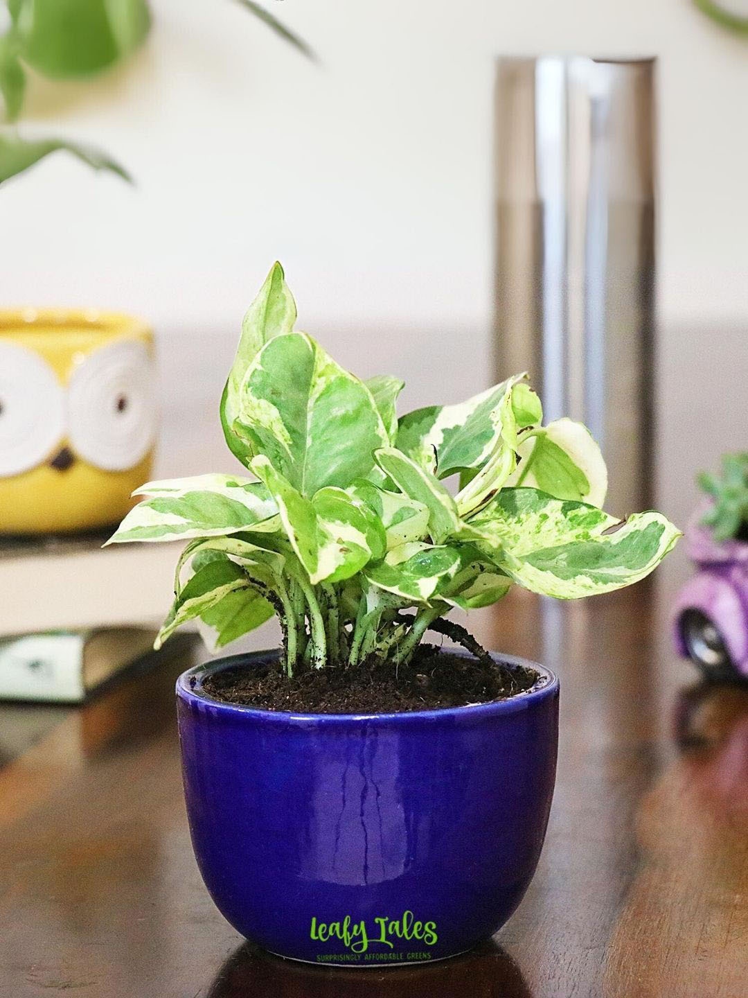 

Leafy Tales Herbs Indoor Live Plants, Green