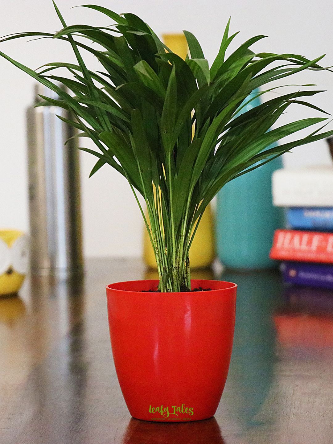 

Leafy Tales Indoor Areca Palm Plant With Pot, Green
