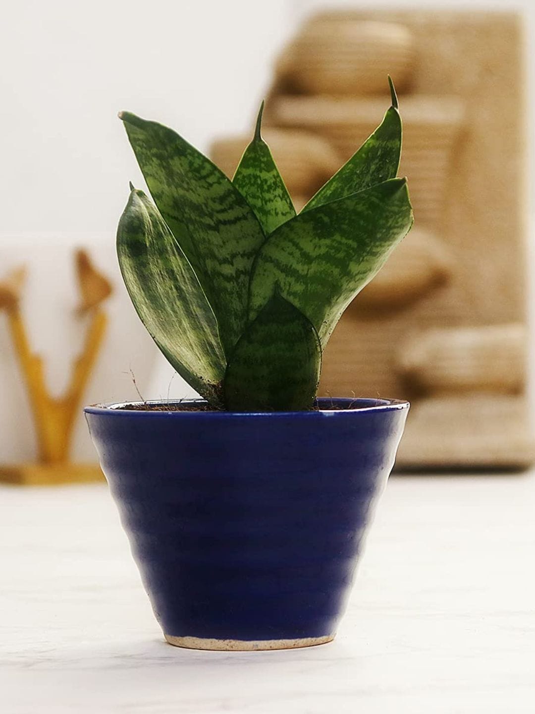 

Leafy Tales Herbs Indoor Live Plants, Green